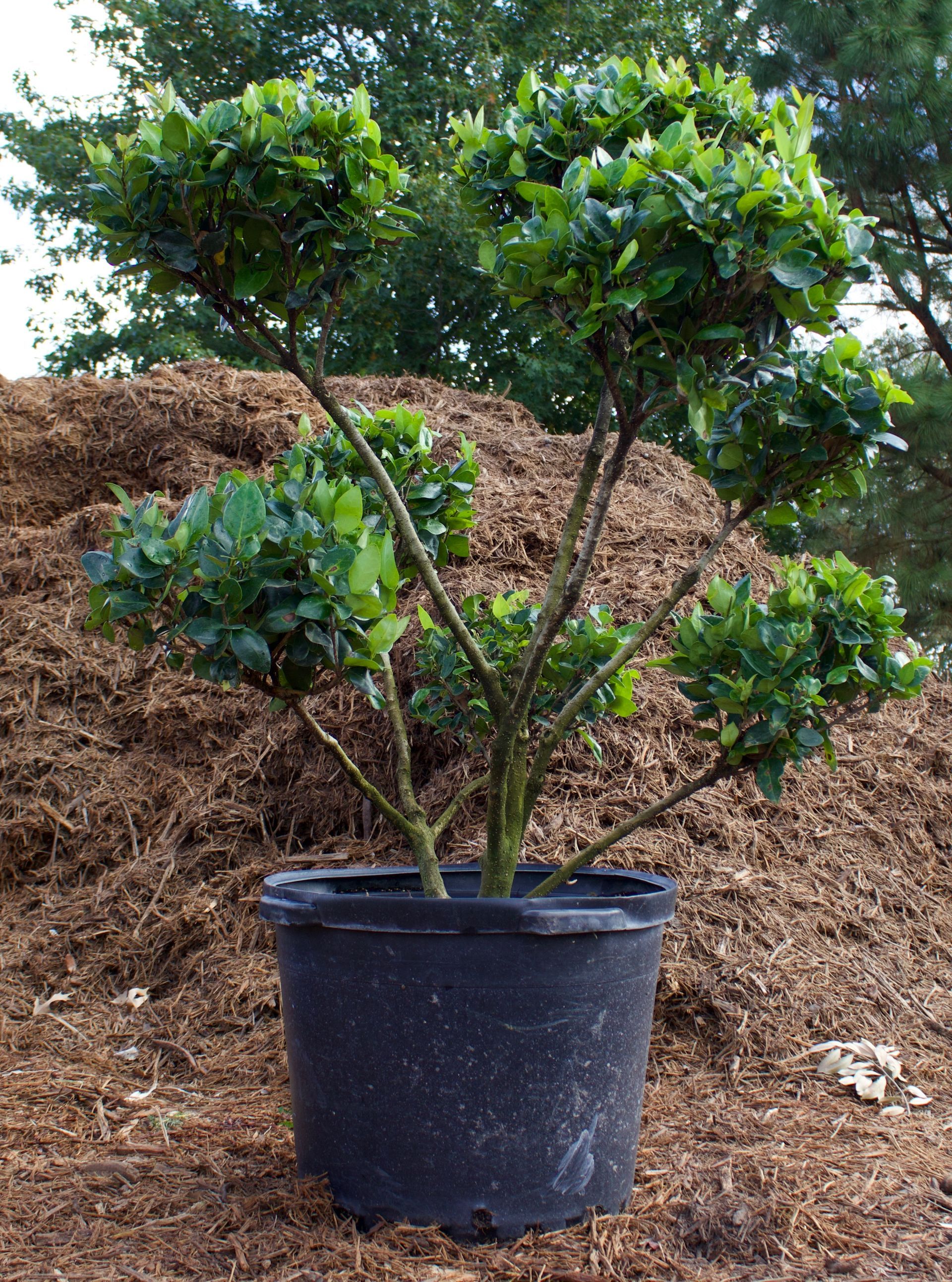 A small tree in a black pot is sitting in front of a pile of mulch.