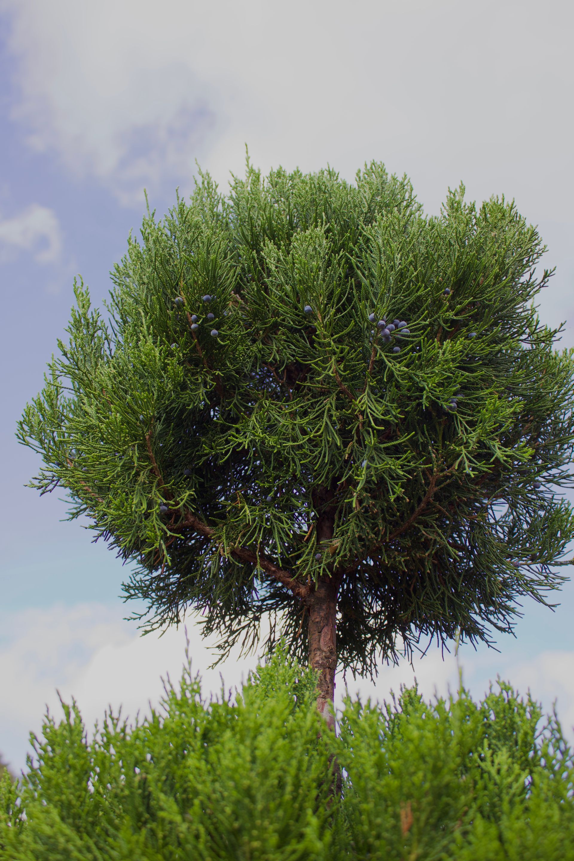 A tree with lots of green leaves against a blue sky