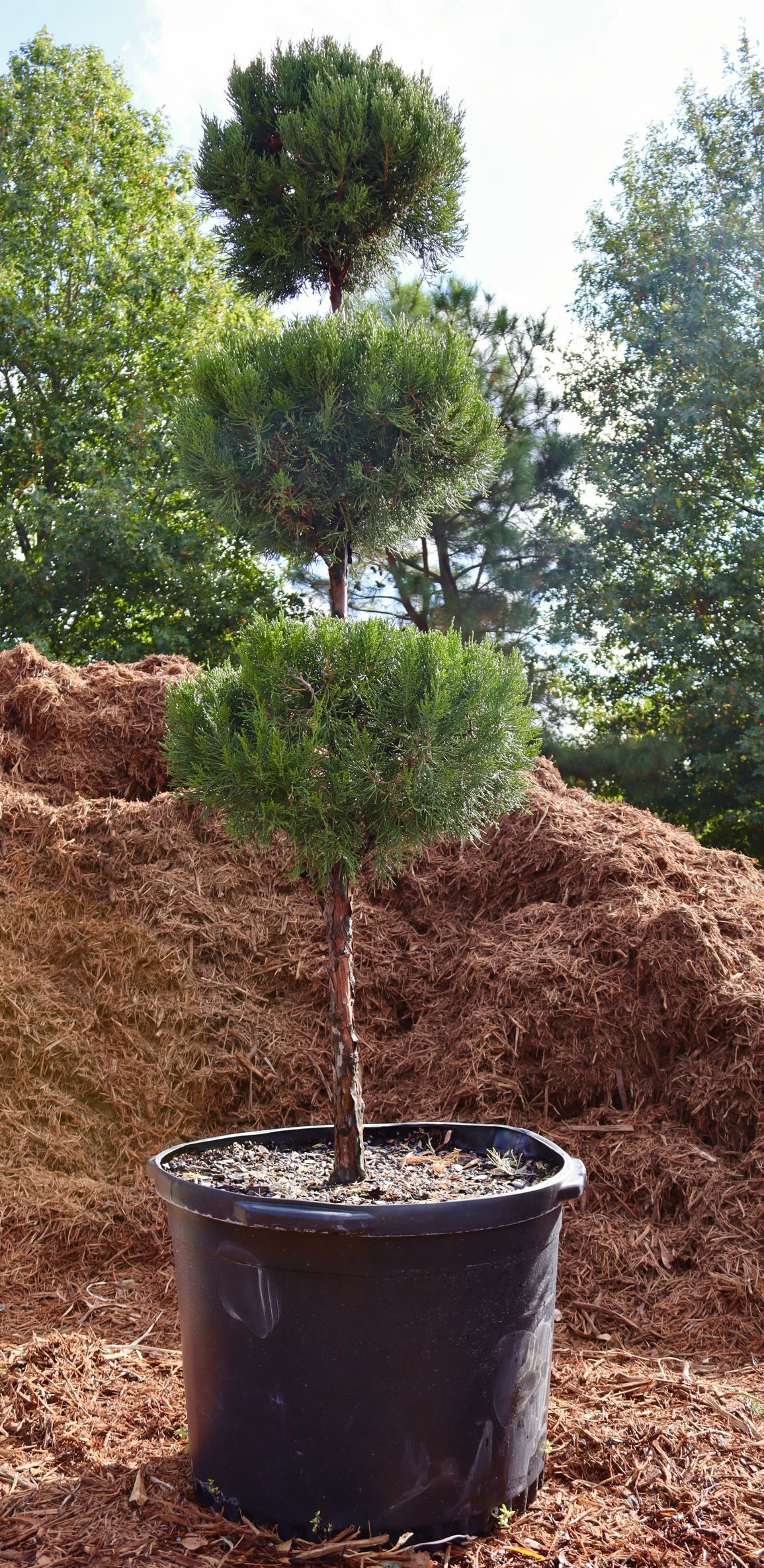 A small tree in a black pot is sitting on top of a pile of mulch.