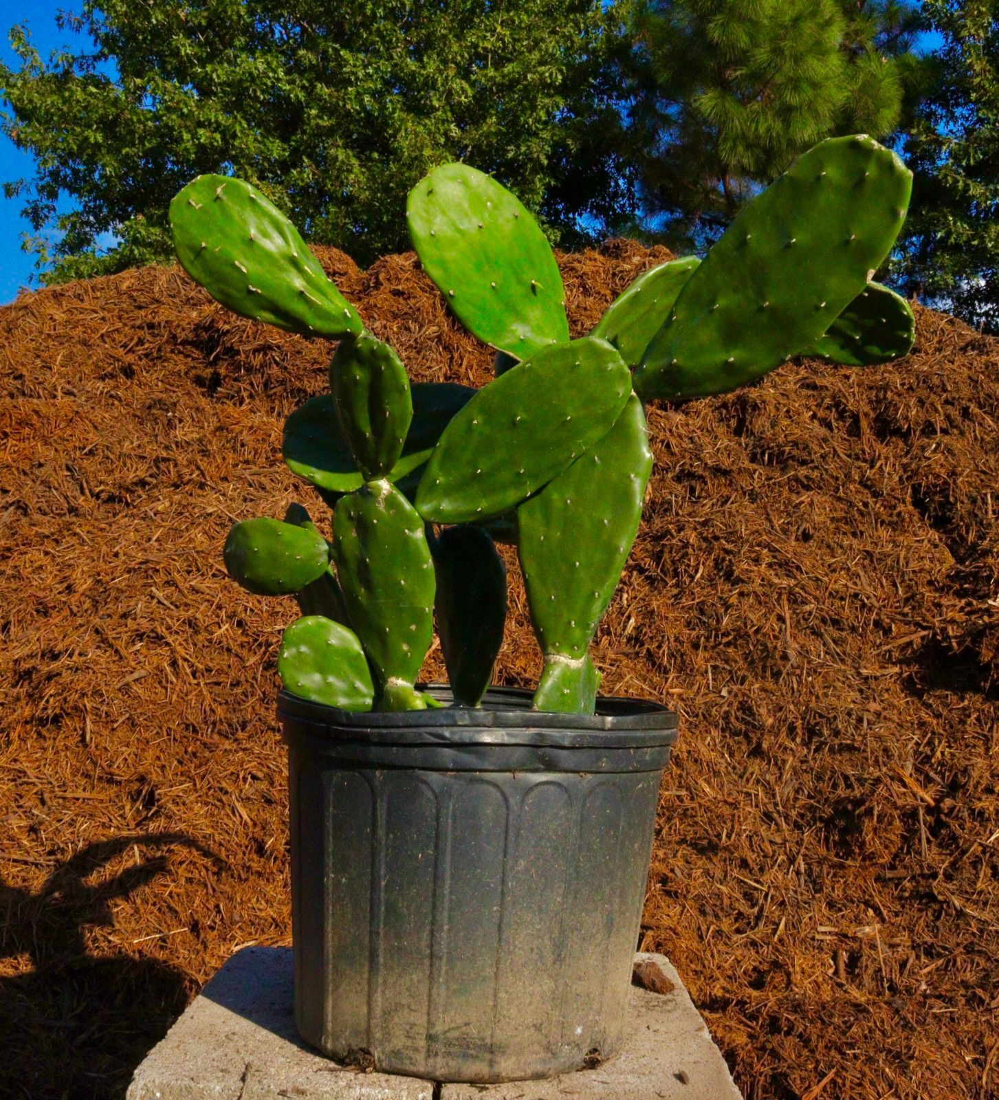 A cactus in a black pot is sitting on a pile of mulch