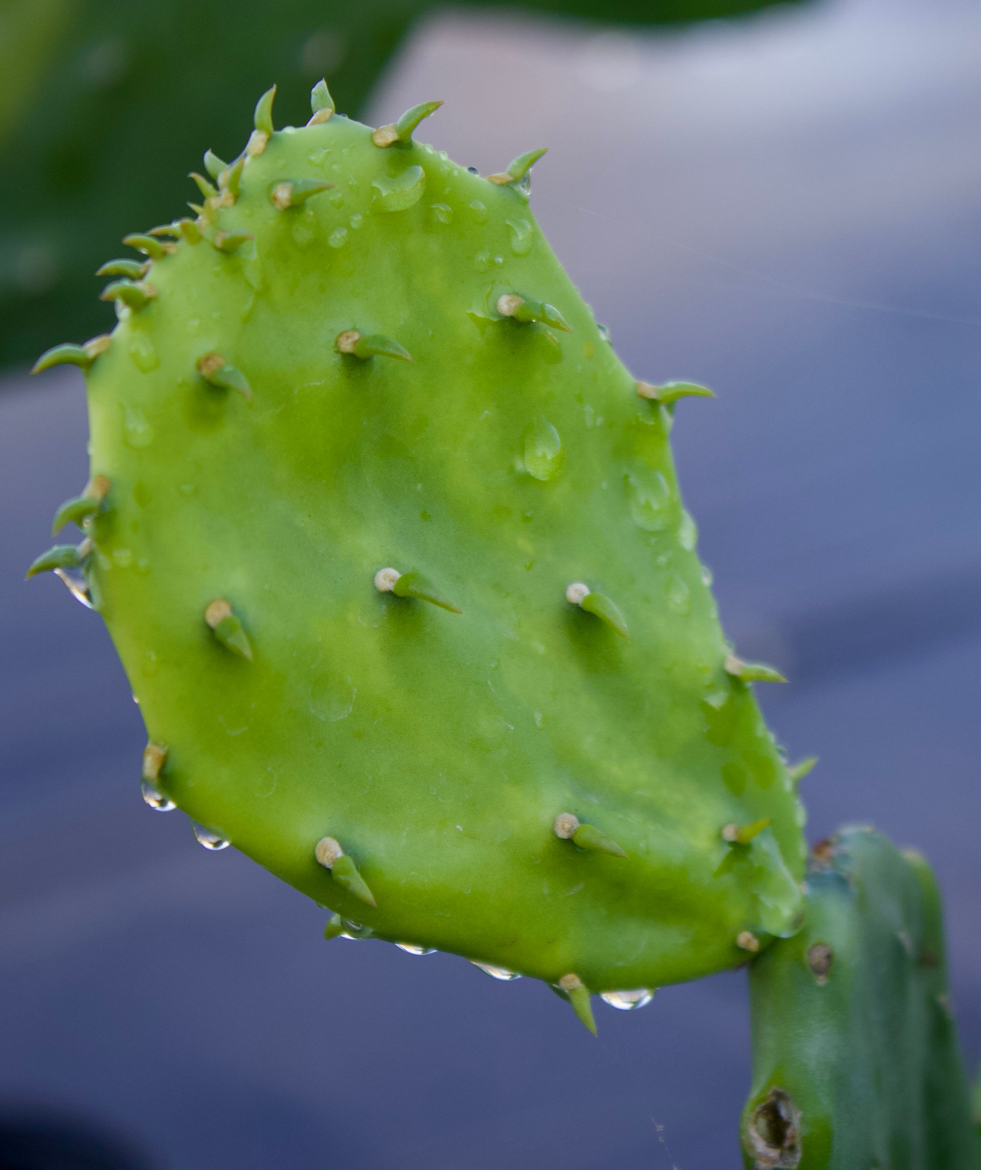 A close up of a green cactus with water drops on it