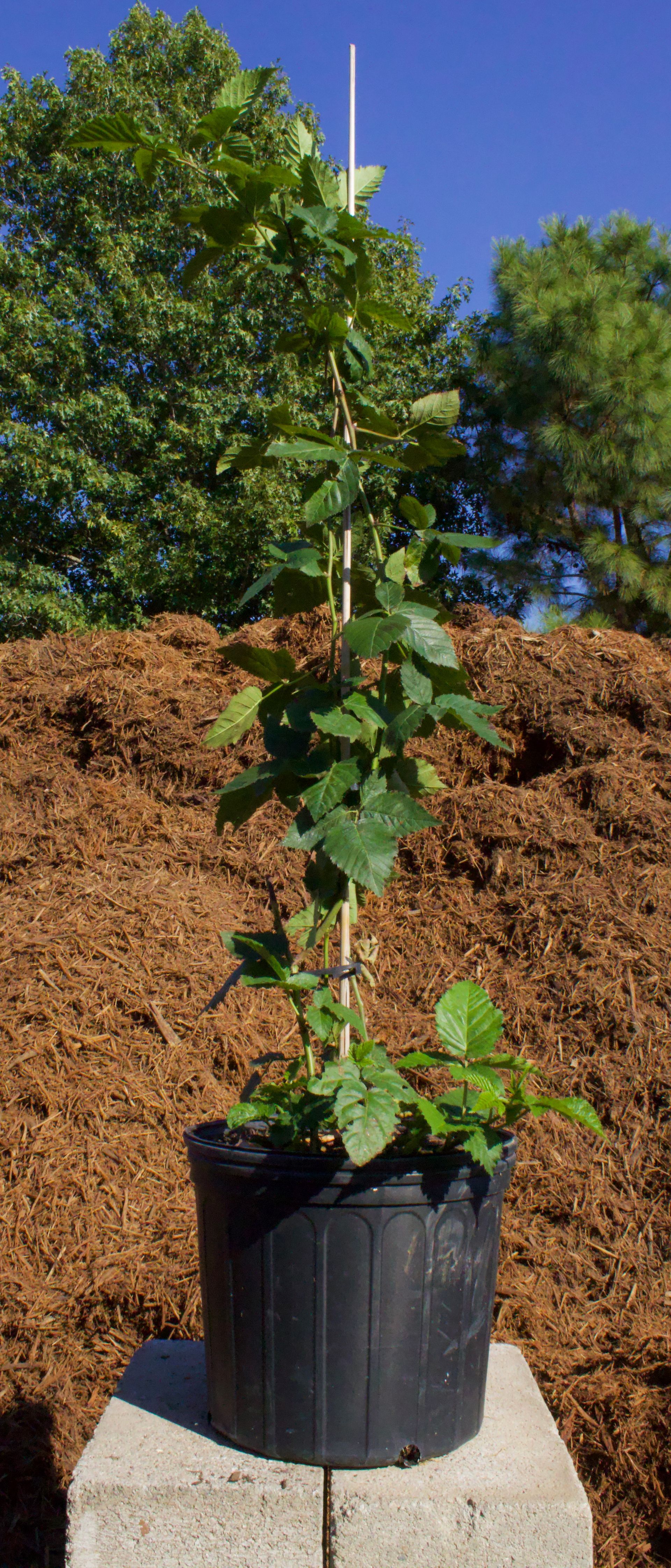 A small plant in a black pot is sitting on a concrete surface.