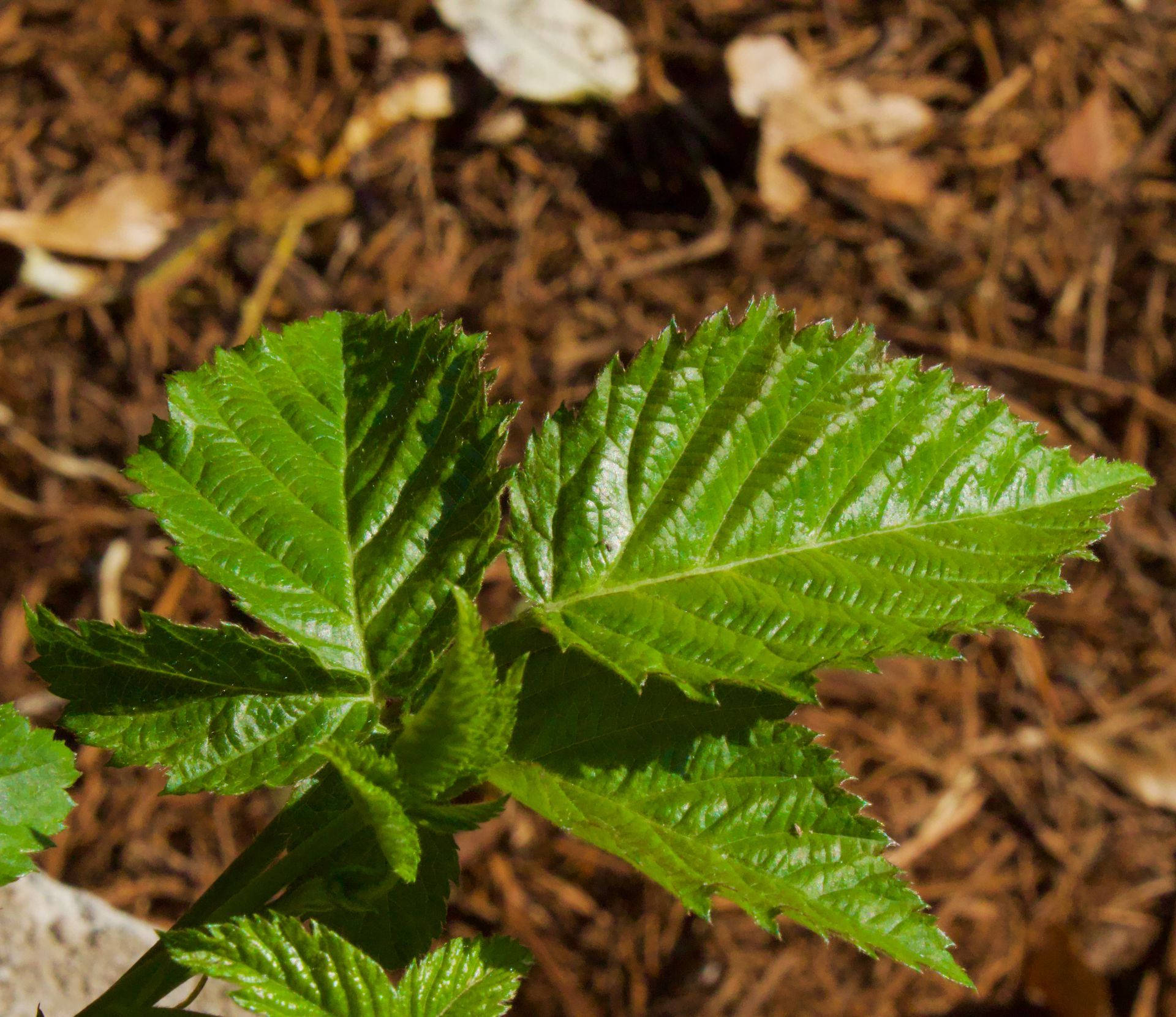 A close up of a green leaf on a plant