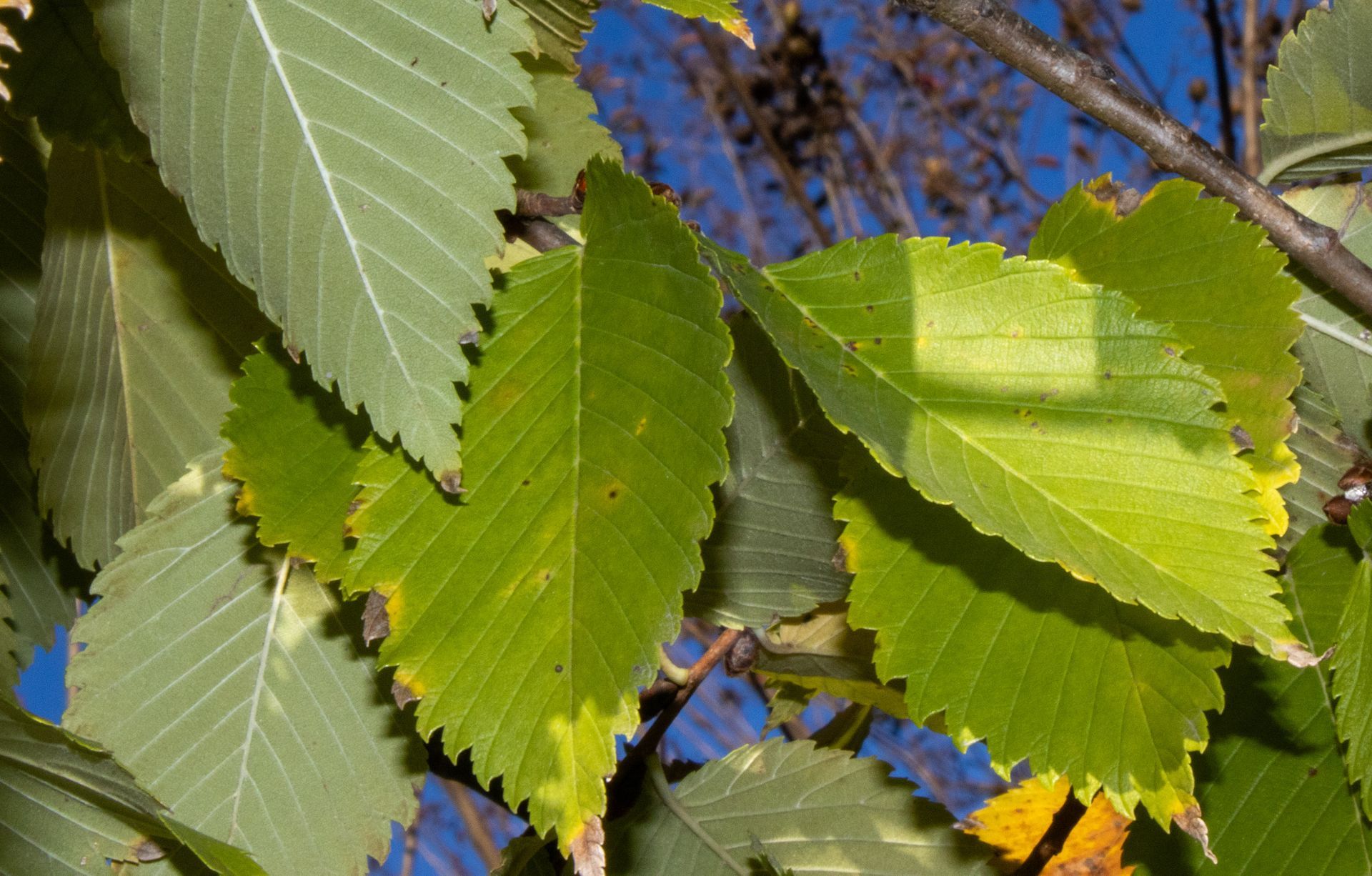 A close up of a tree branch with green and yellow leaves.