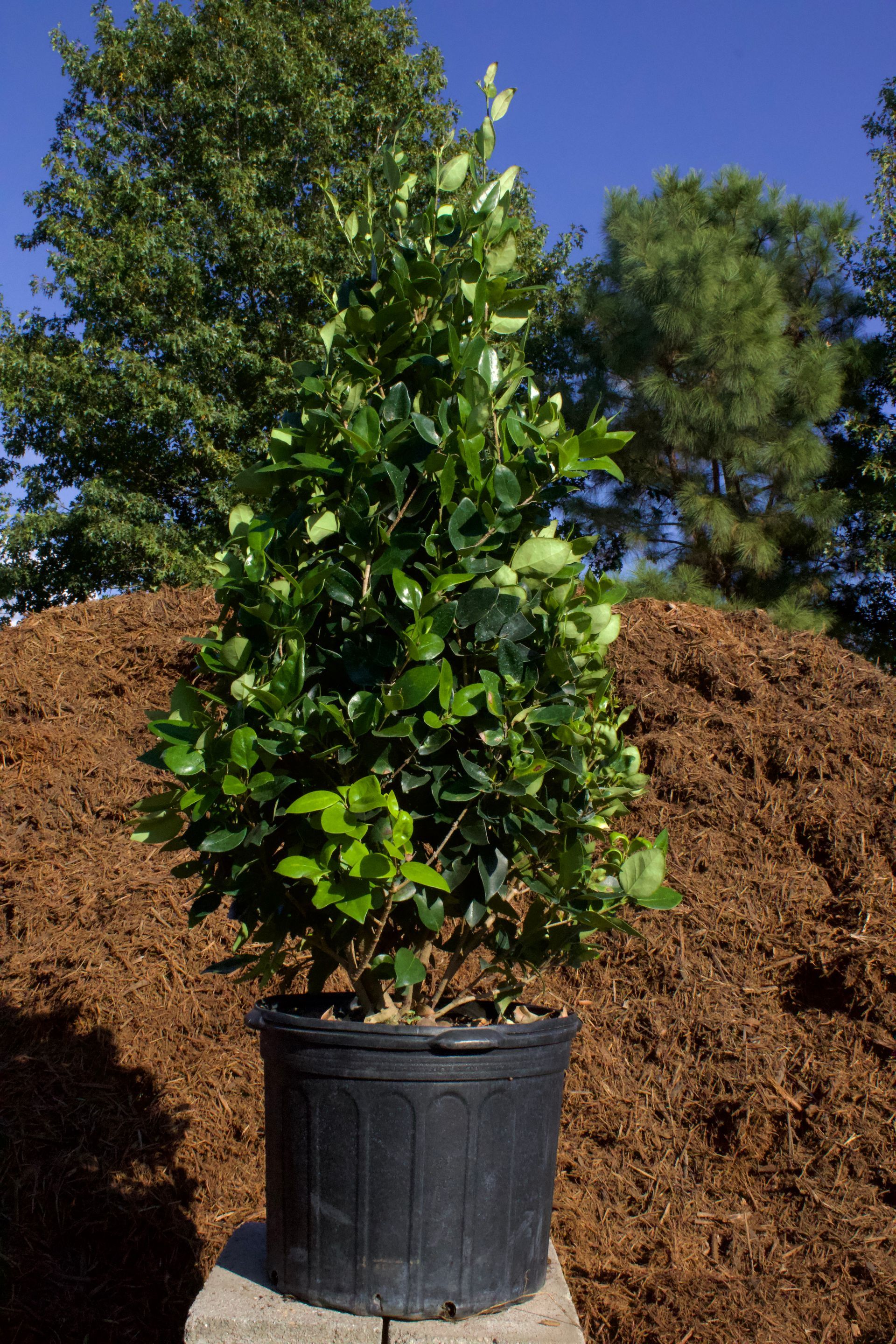 A large potted plant is sitting on top of a pile of mulch.