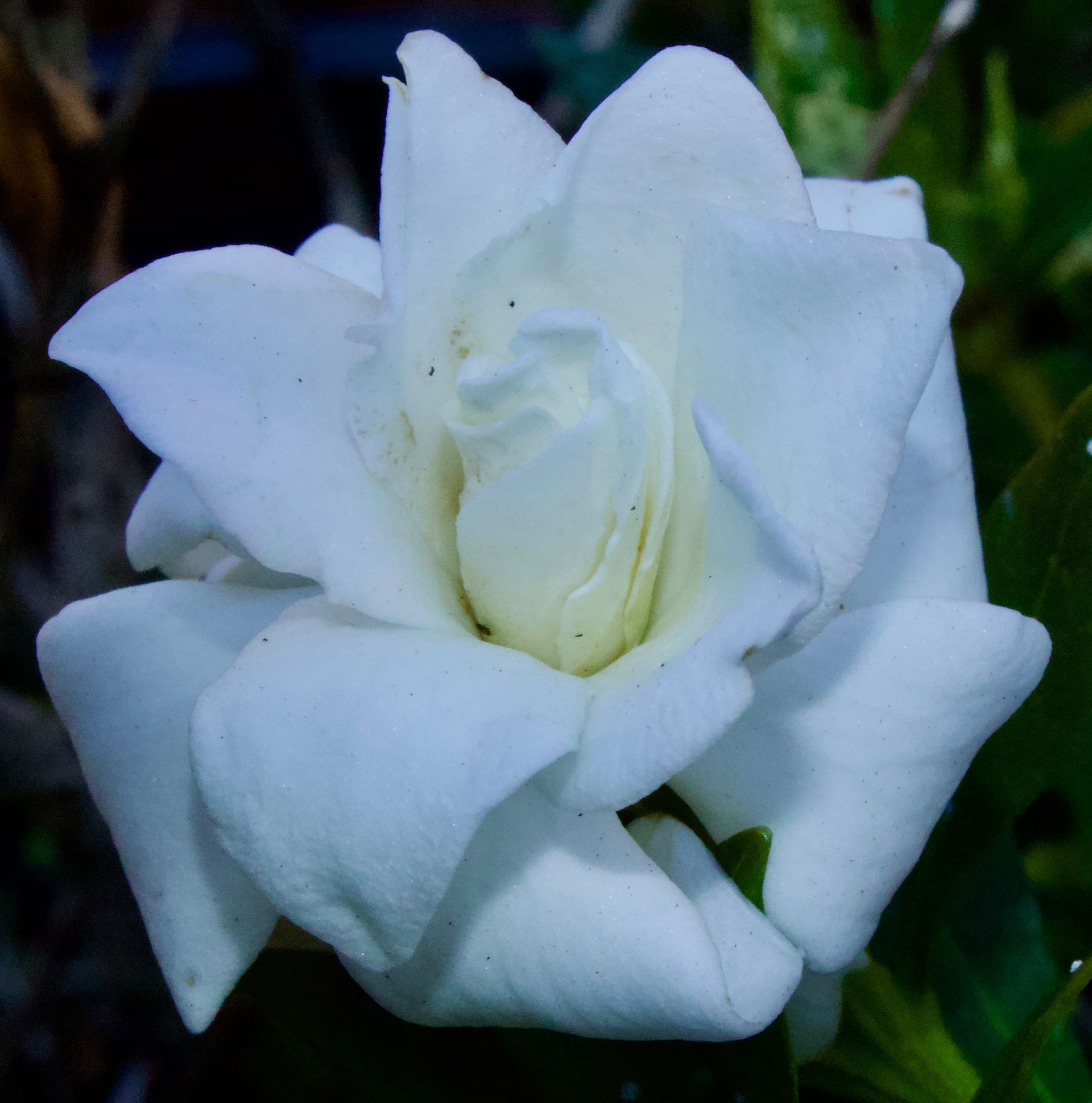 A close up of a white flower with a green background