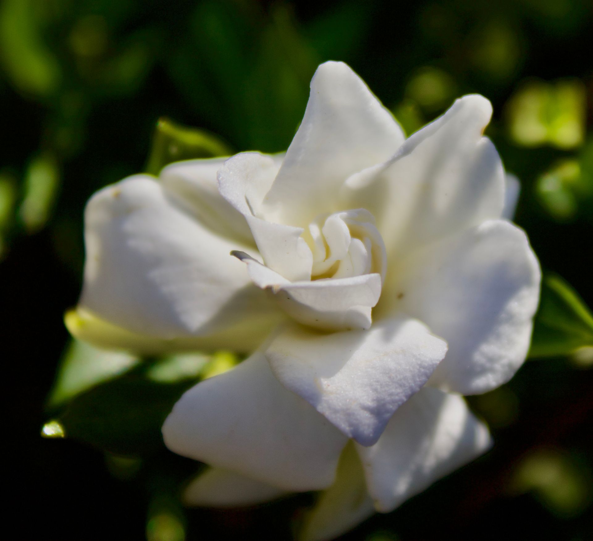 A close up of a white flower with green leaves in the background