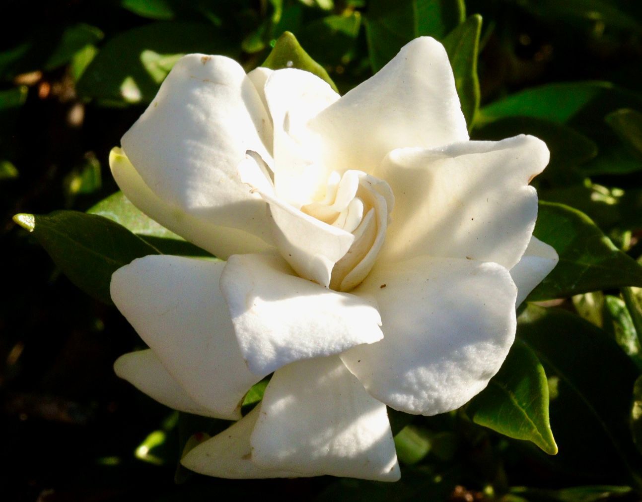 A close up of a white flower with green leaves