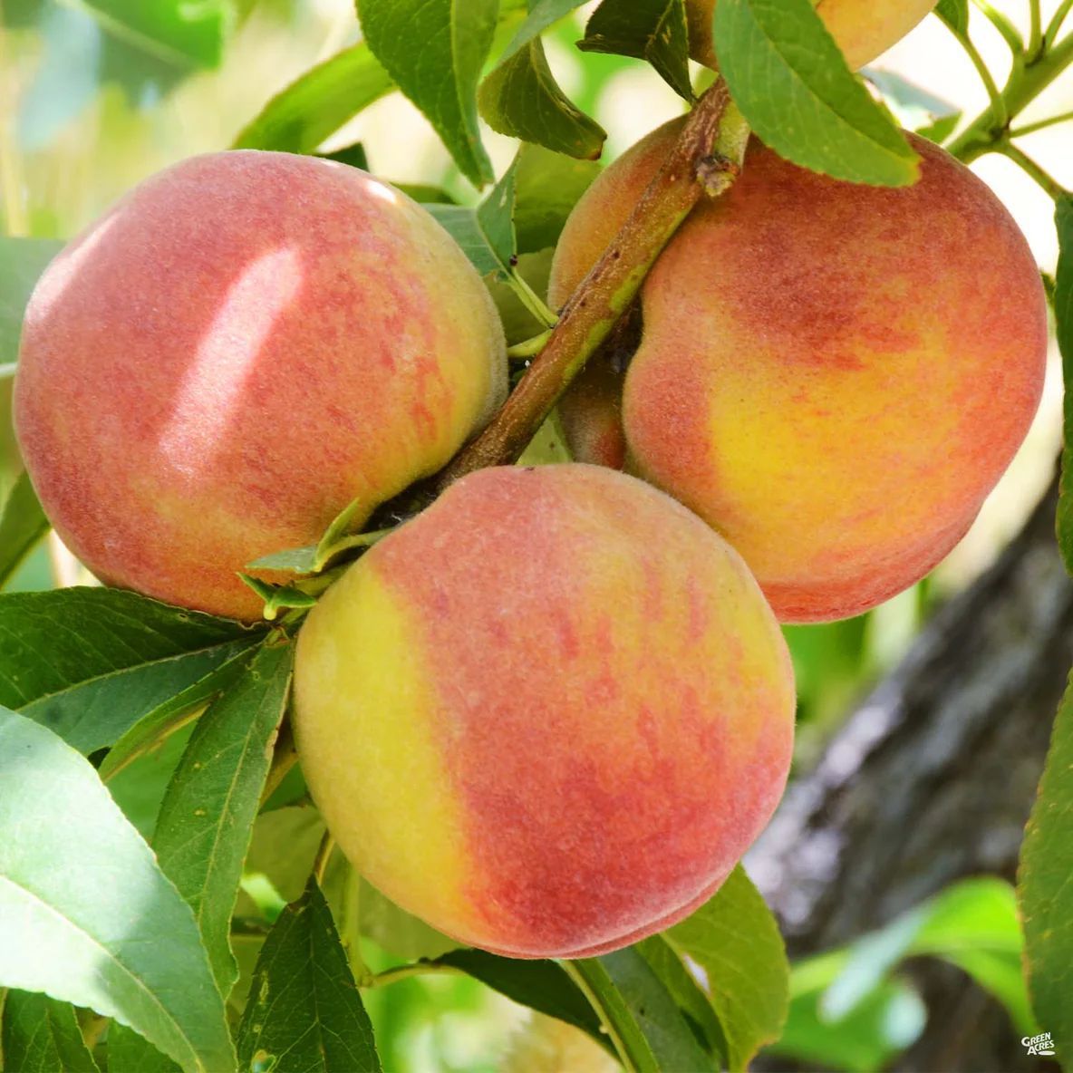 A green letter t on a white background.