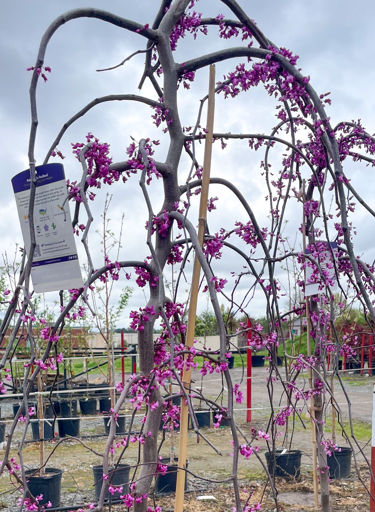 A green letter t on a white background.