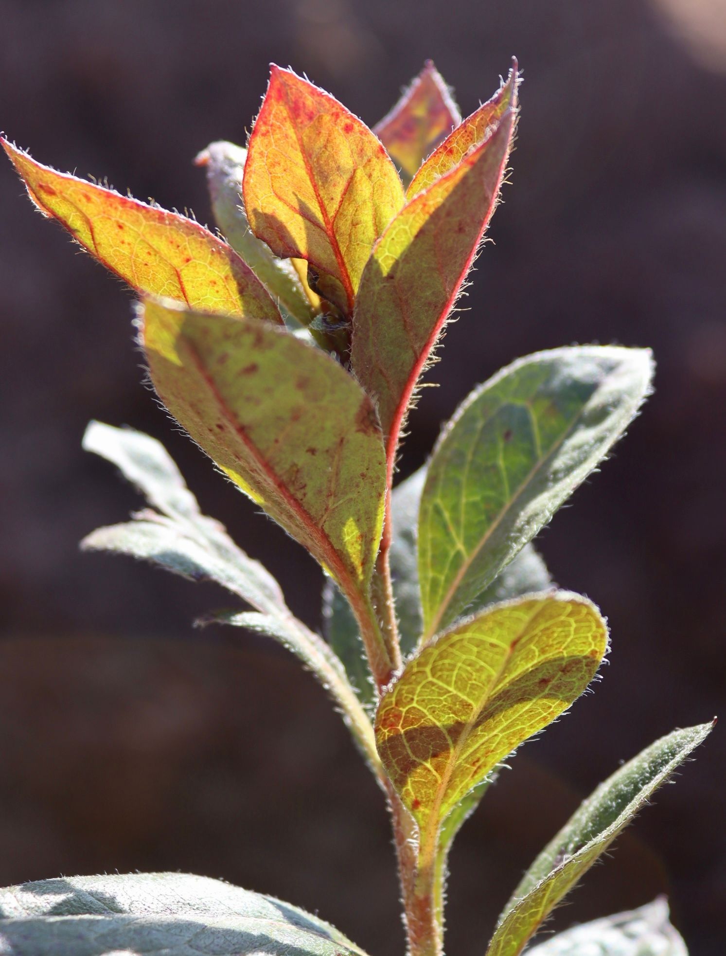 A close up of a plant with green and red leaves
