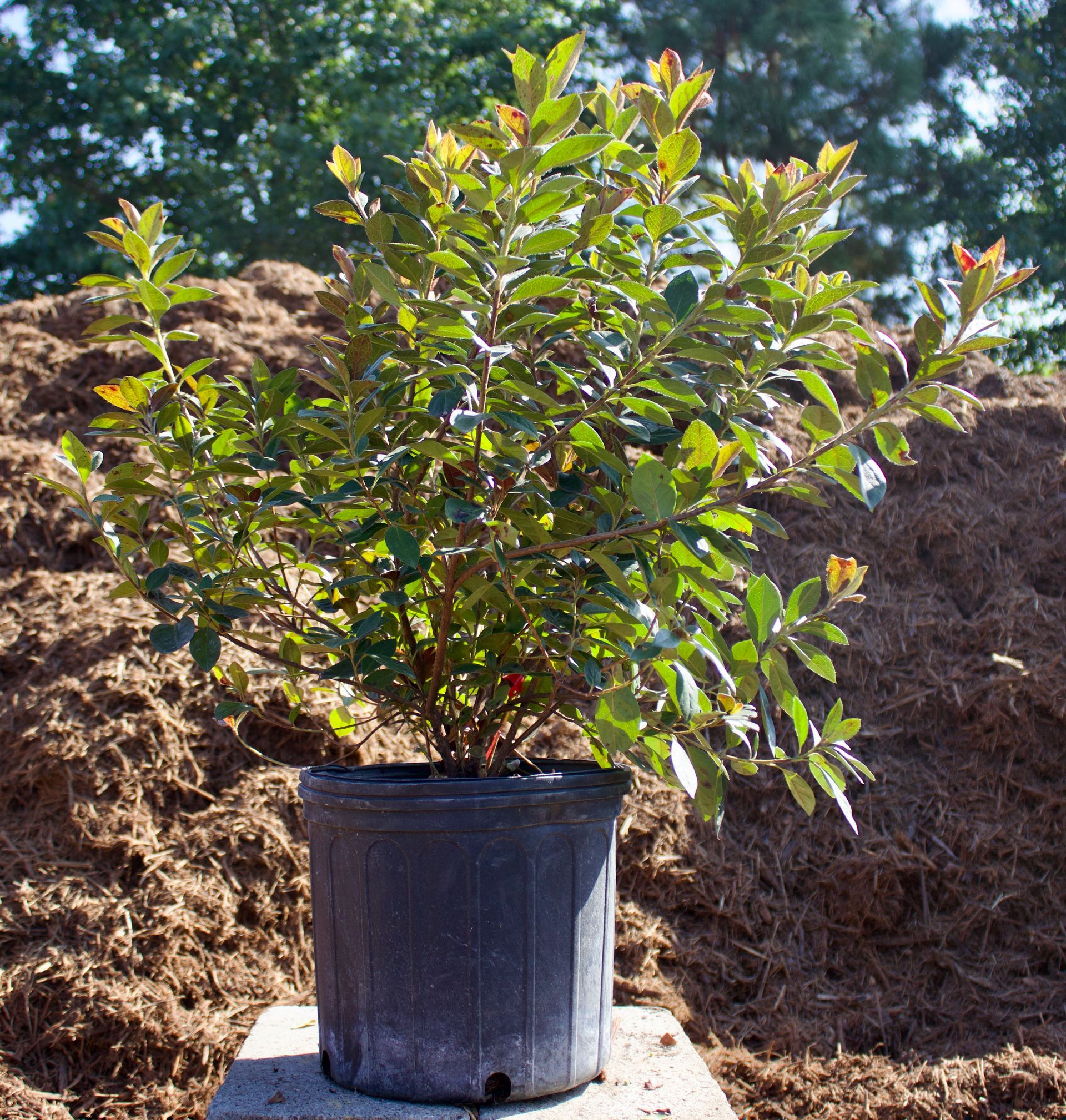 A small plant in a black pot is sitting in front of a pile of mulch