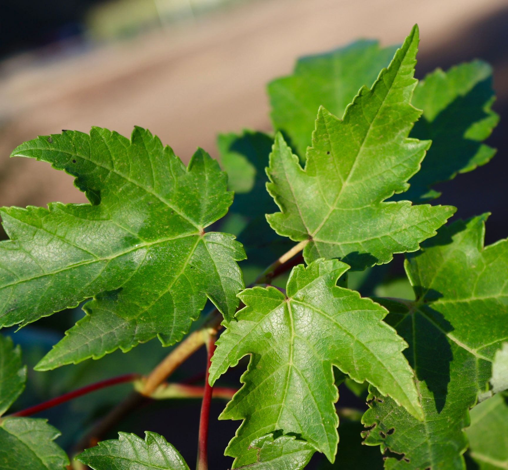 A close up of some green leaves on a plant