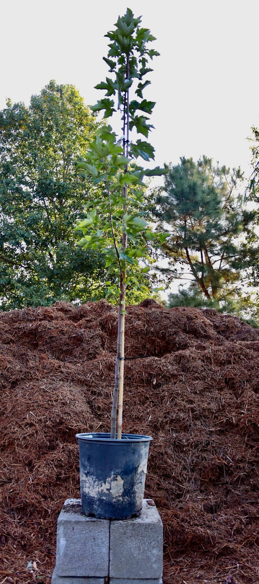 A small tree in a black pot is sitting on top of a pile of mulch.