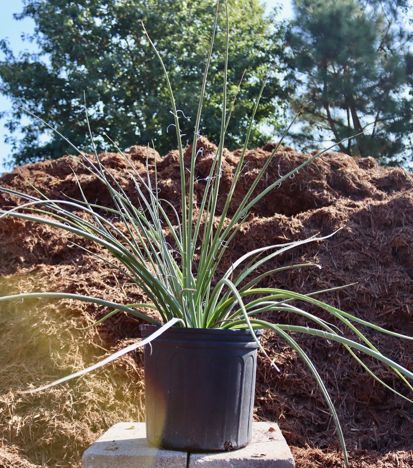 A potted plant is sitting on a block in front of a pile of mulch.