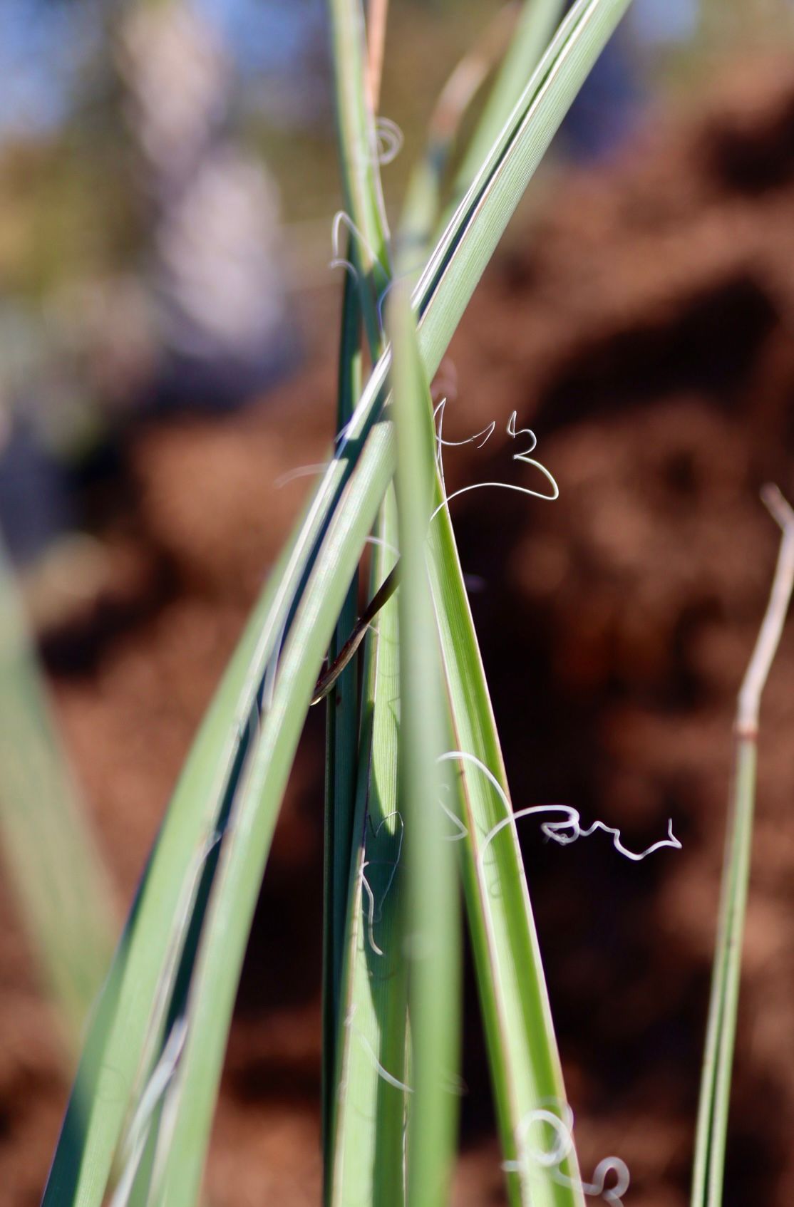 A close up of a plant with a blurred background