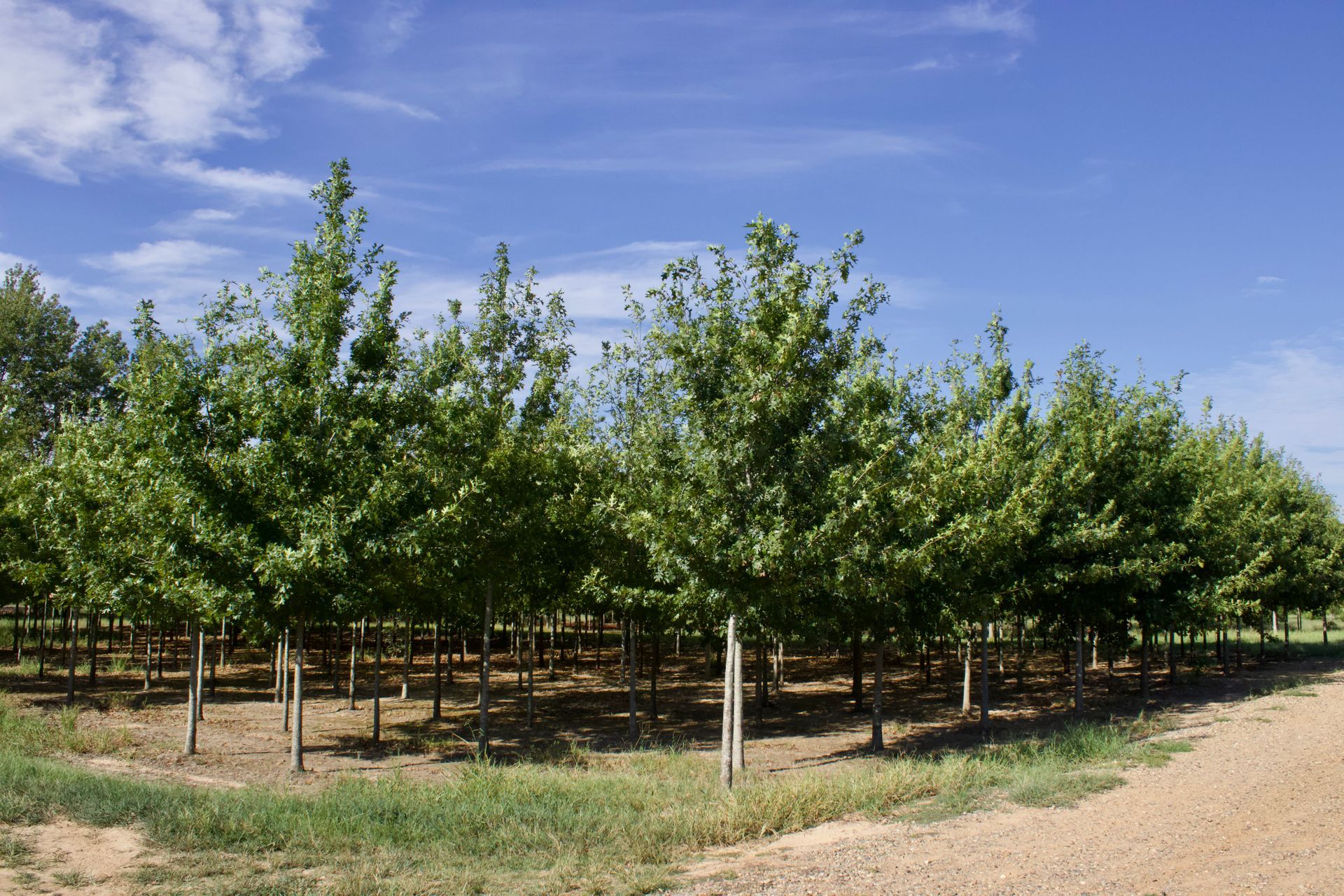 A row of trees in a field with a blue sky in the background