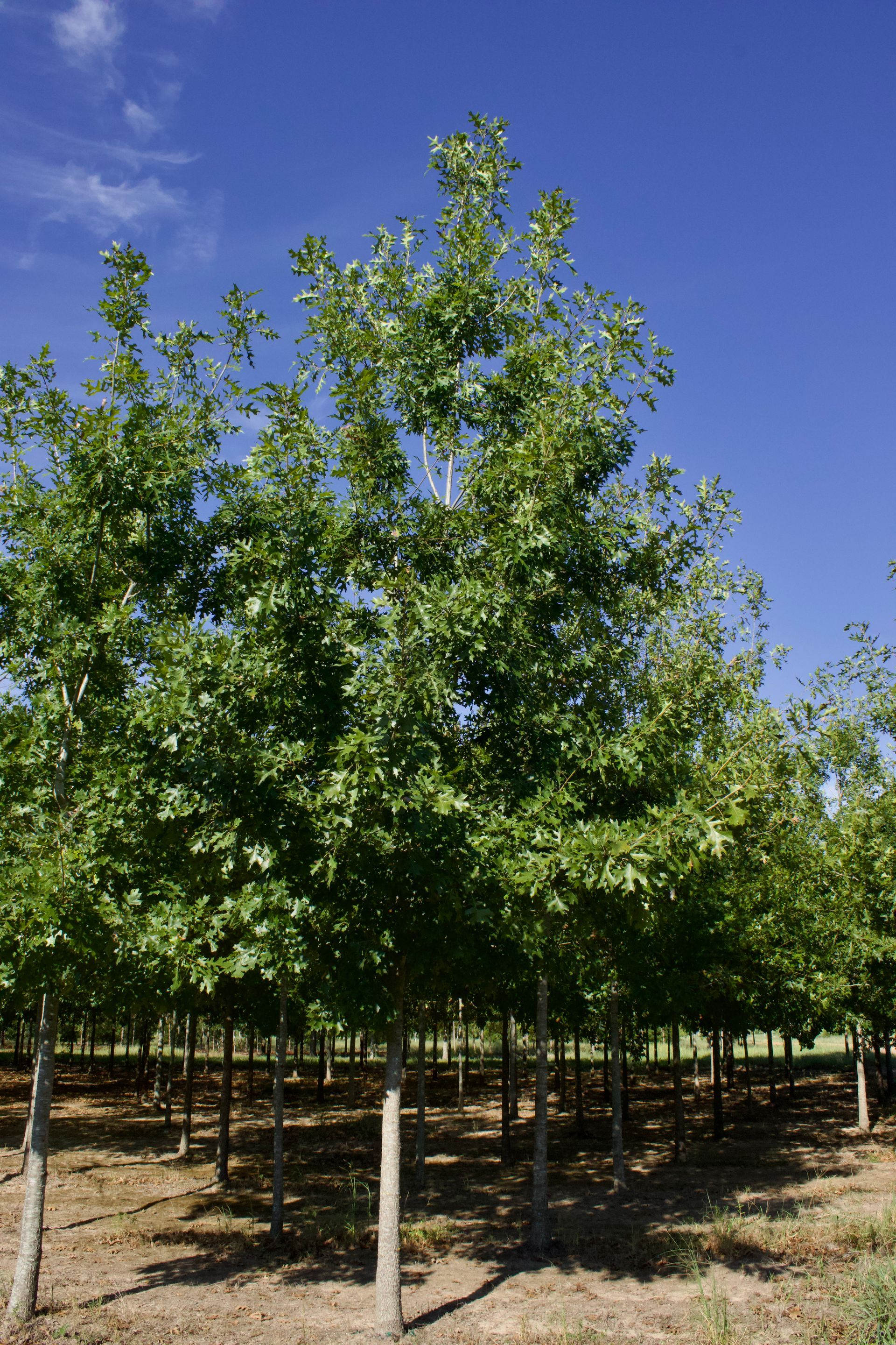 A row of trees in a field with a blue sky in the background