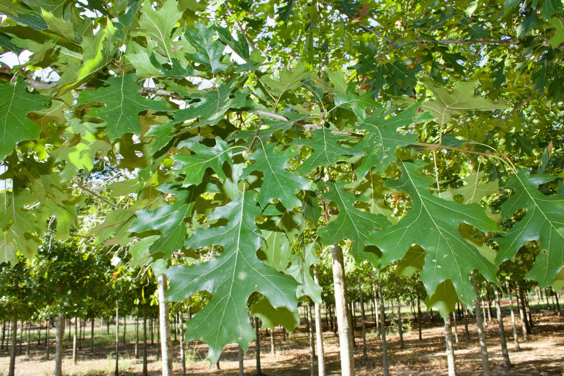 A row of trees with green leaves in a forest.