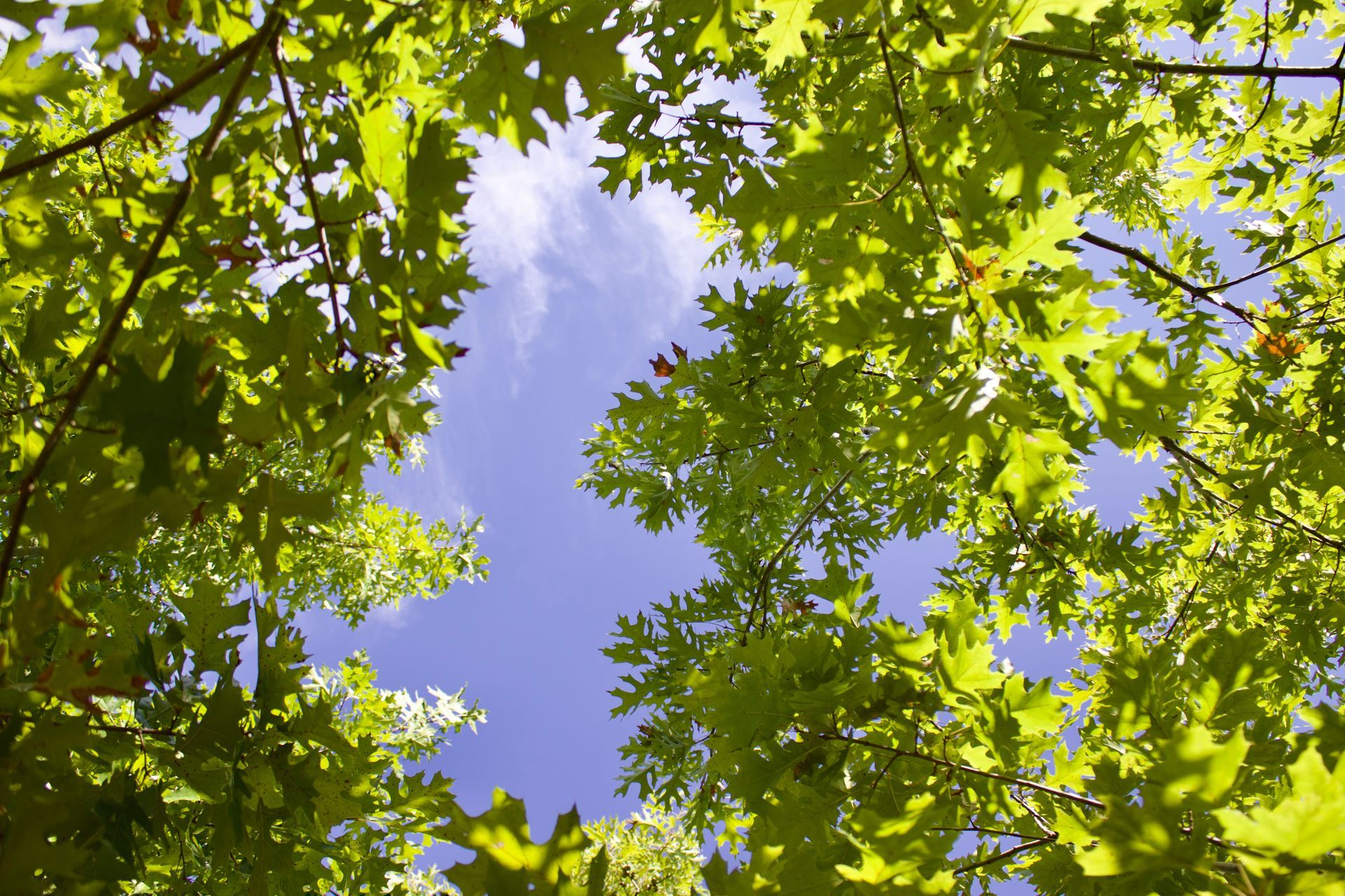 Looking up at the sky through the leaves of a tree