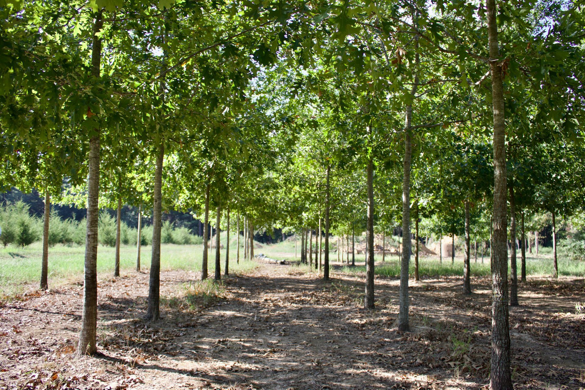 A row of trees in a field on a sunny day