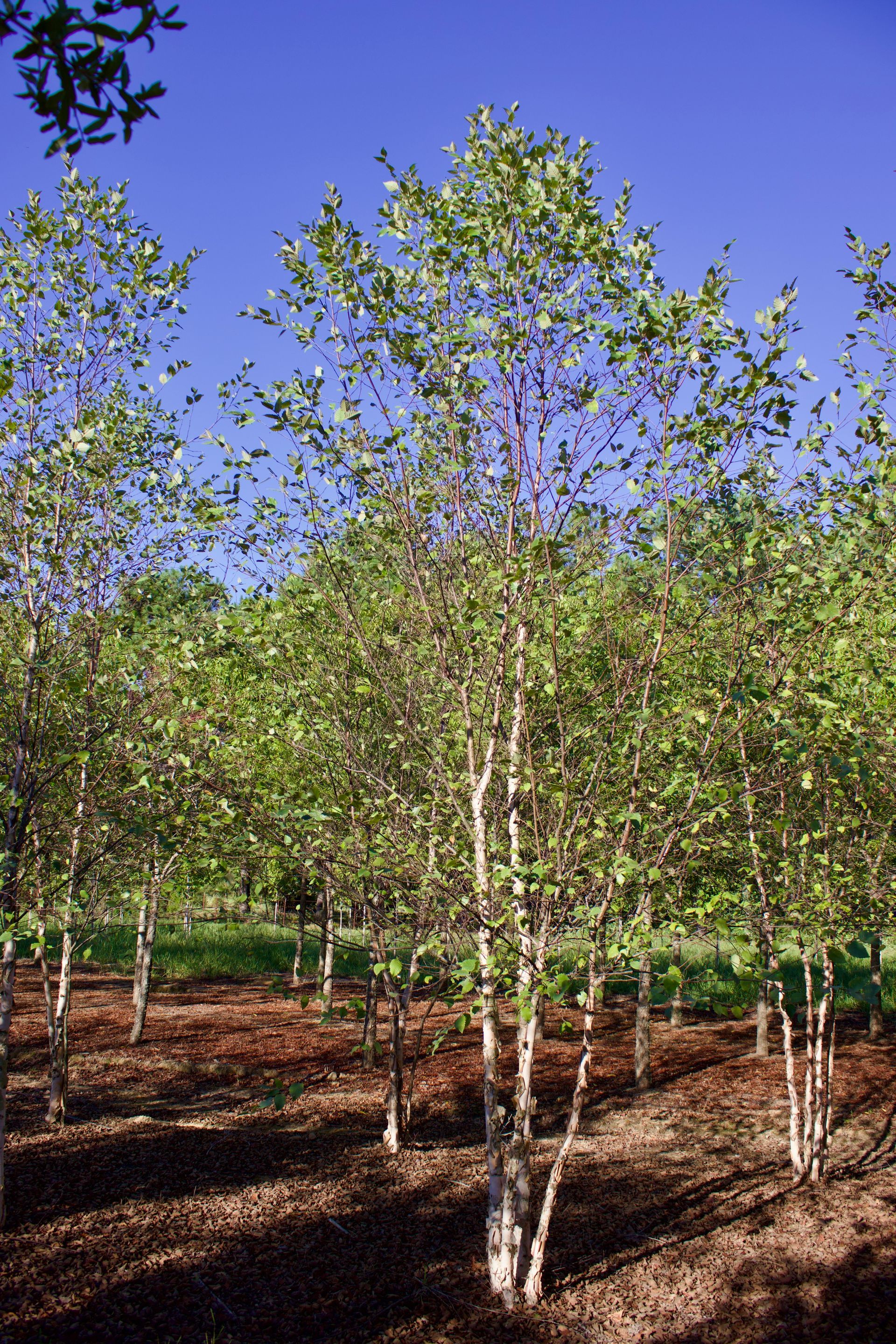 A forest of birch trees with a blue sky in the background