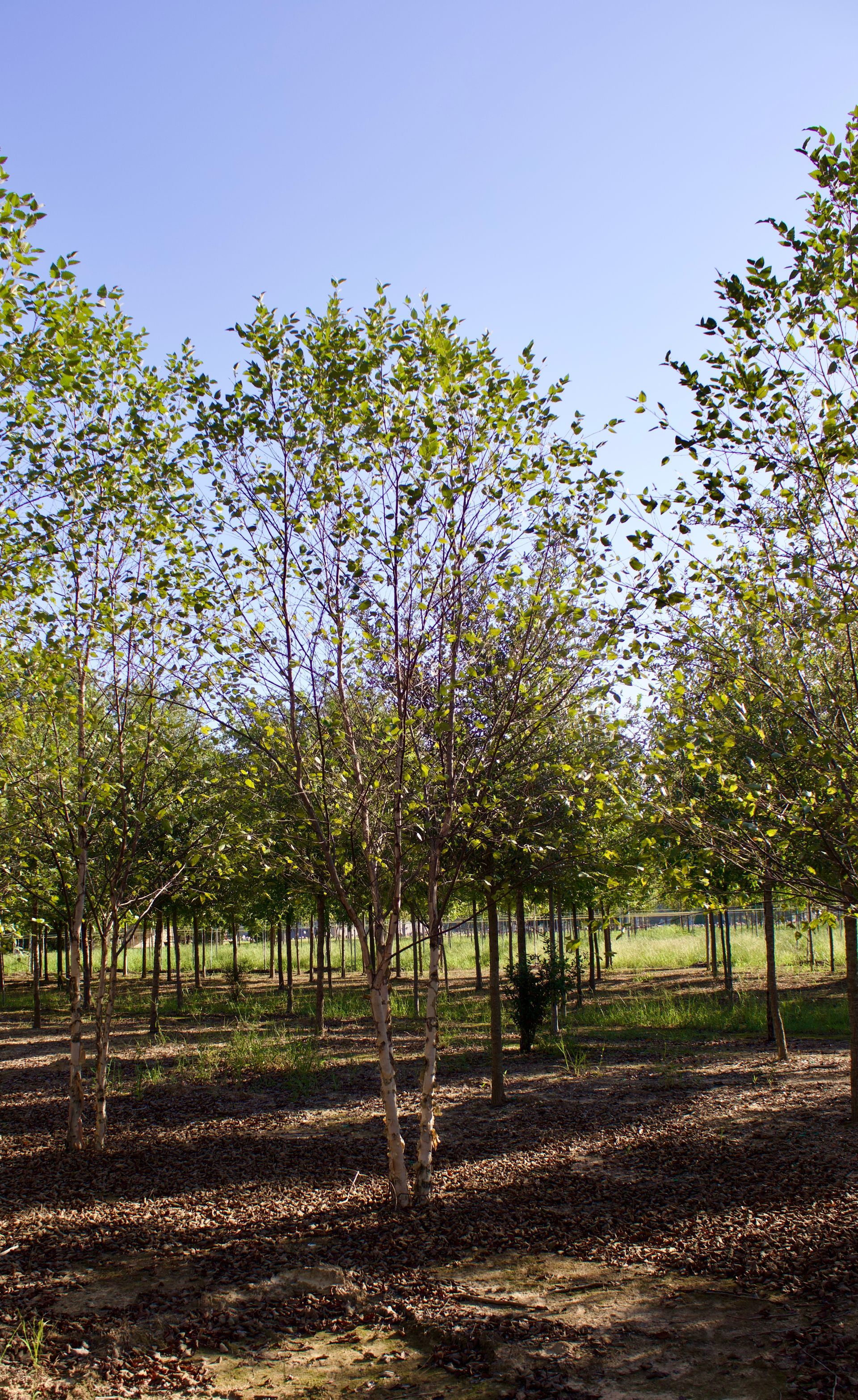 A row of trees in a forest with a blue sky in the background.