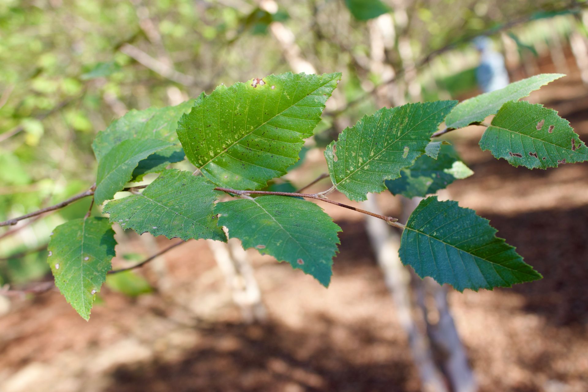 A close up of a tree branch with green leaves
