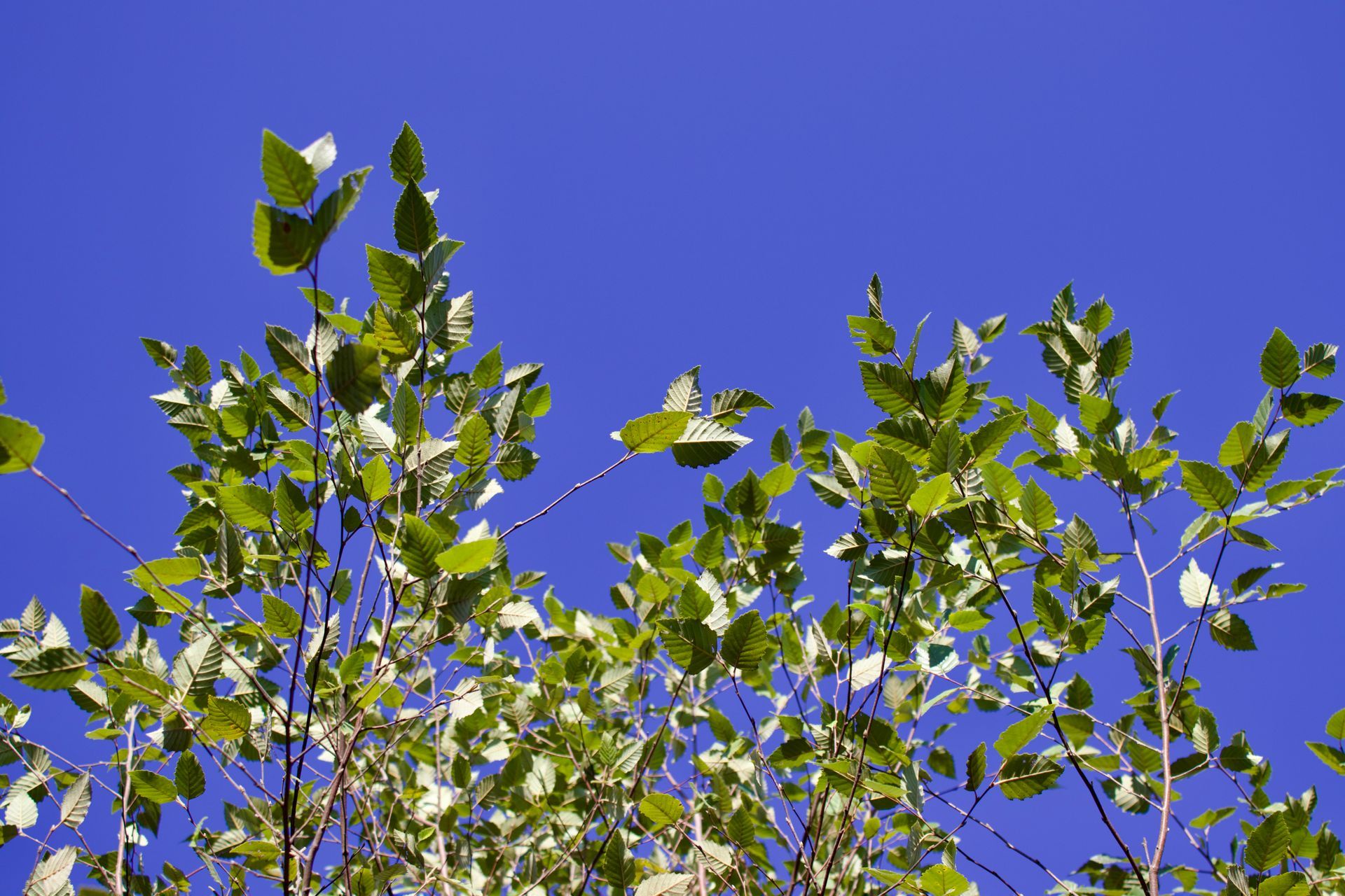 A tree with lots of leaves against a blue sky
