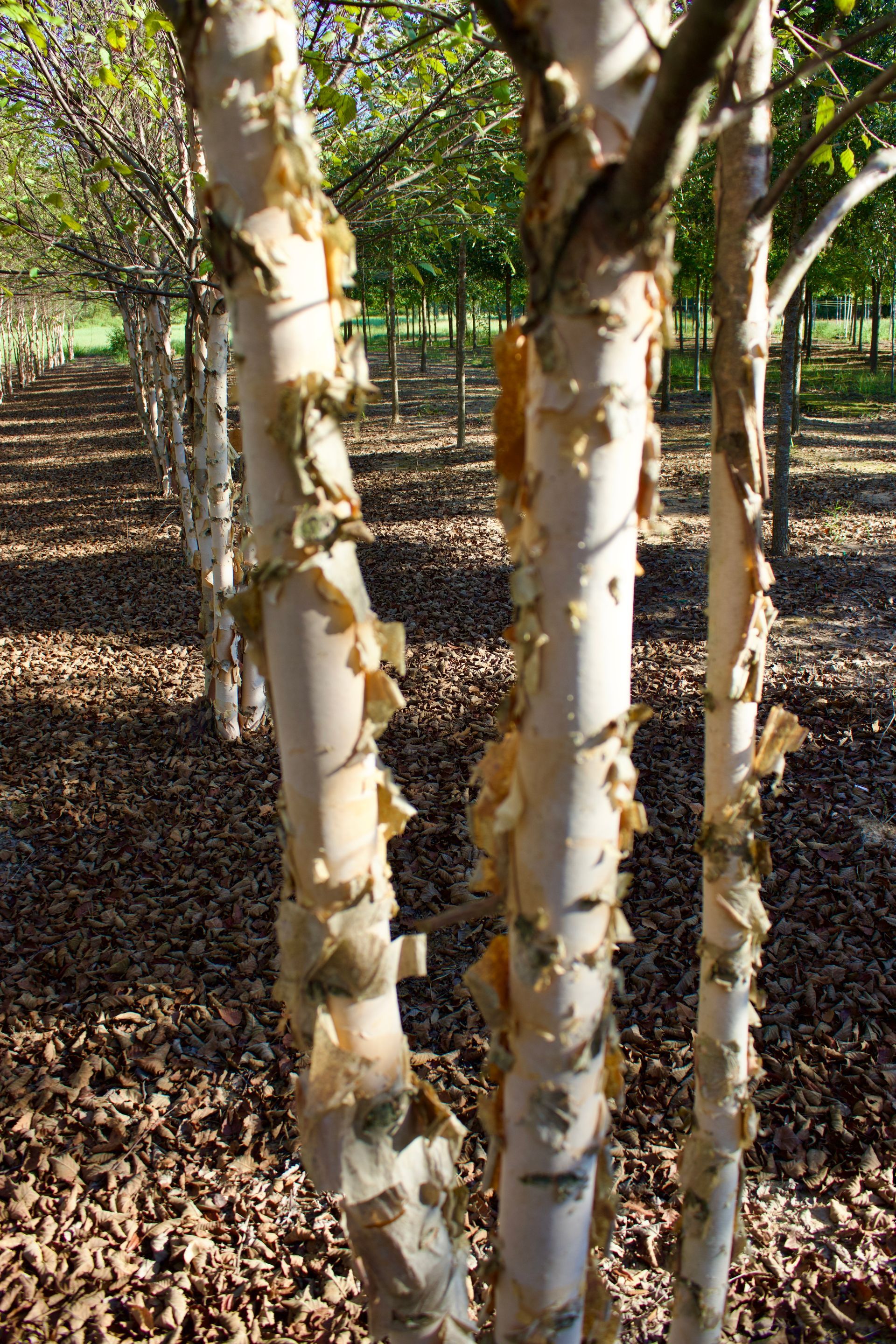 A row of birch trees in a forest with leaves on the ground.