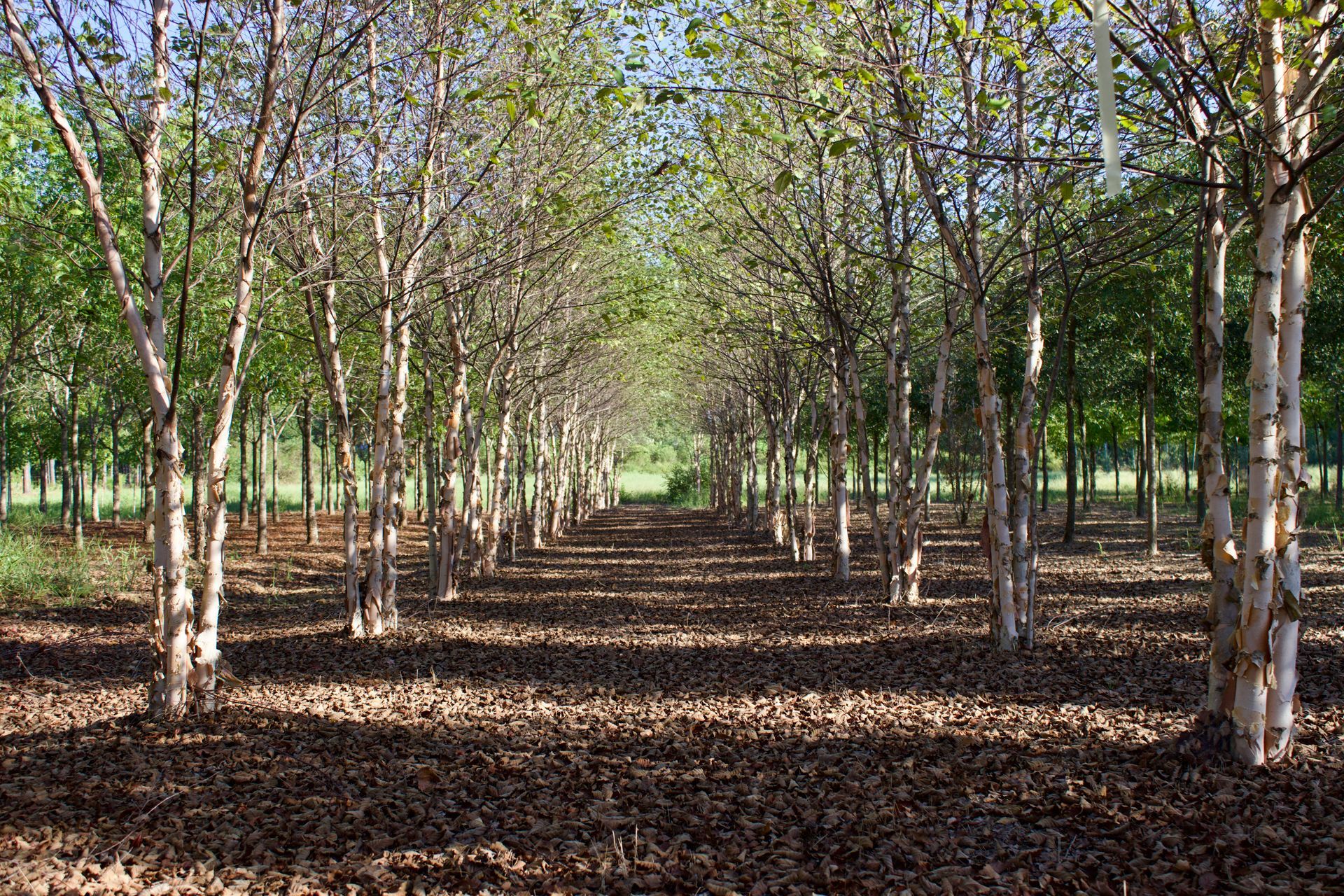 A row of trees in a forest with leaves on the ground.