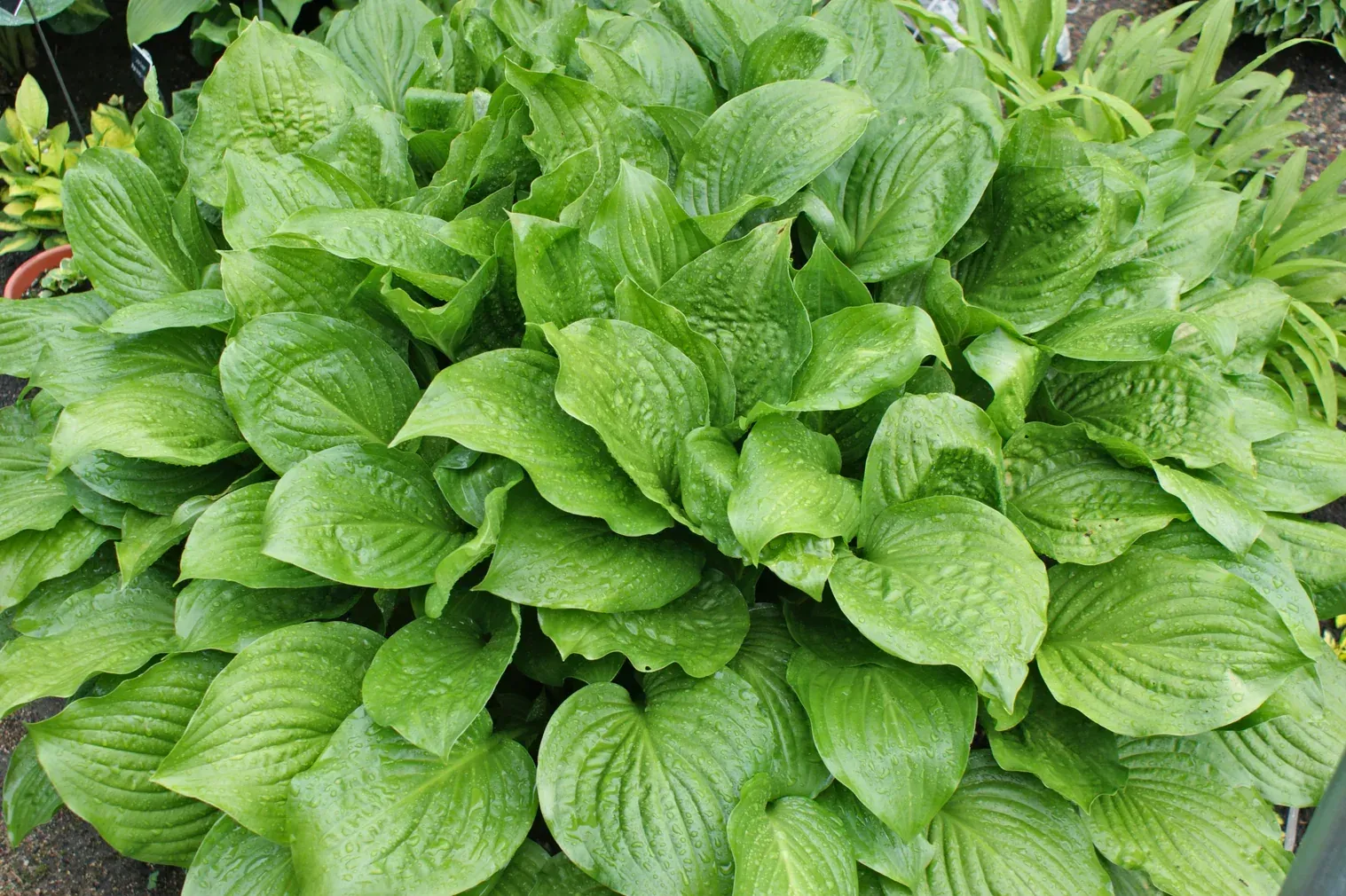 A green letter t on a white background.