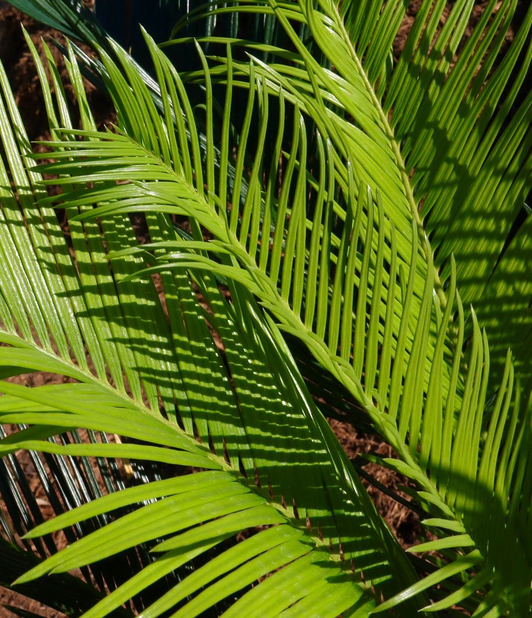 A close up of a palm tree leaf