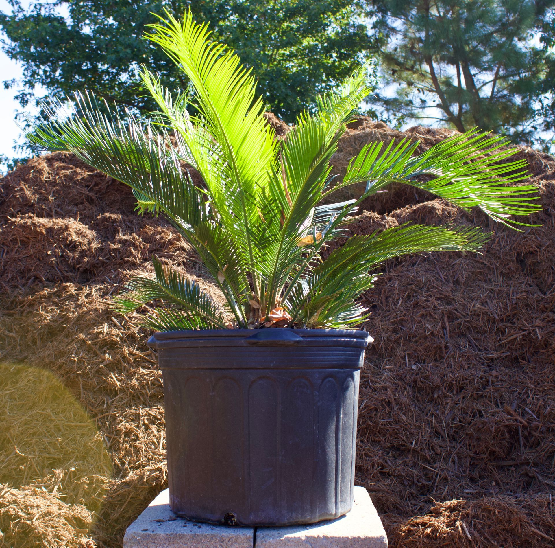 A plant in a black pot is sitting on a block