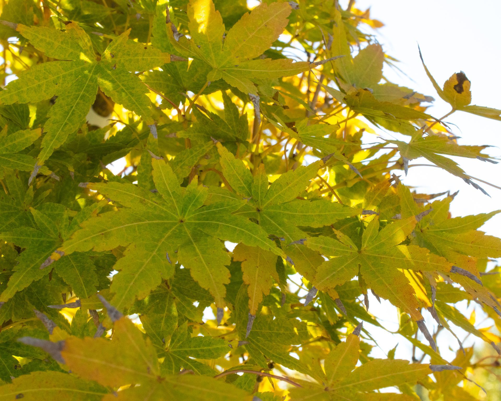 A tree with yellow leaves and green leaves
