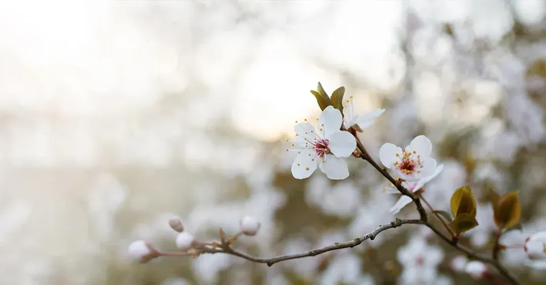 A close up of a white flower on a tree branch.