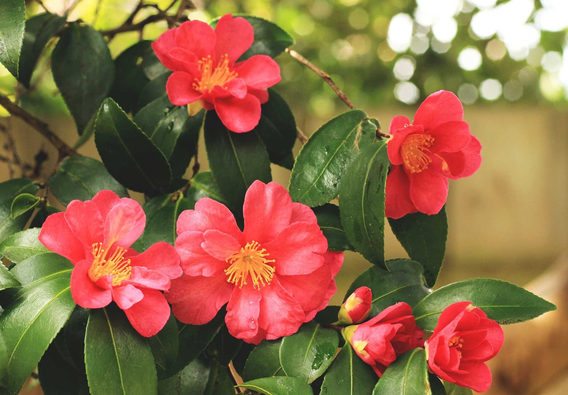Camellia & Sasanqua Care Tips