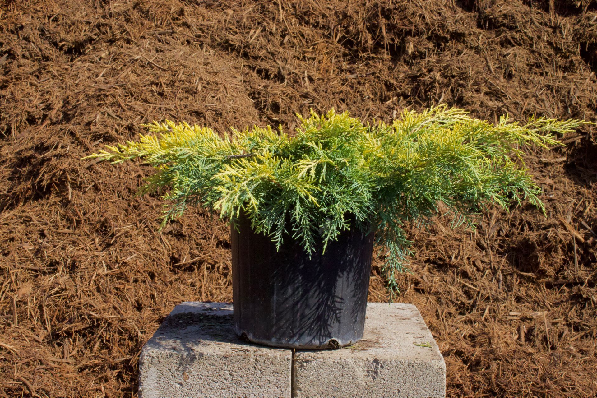 A potted plant is sitting on a block in front of a pile of mulch.