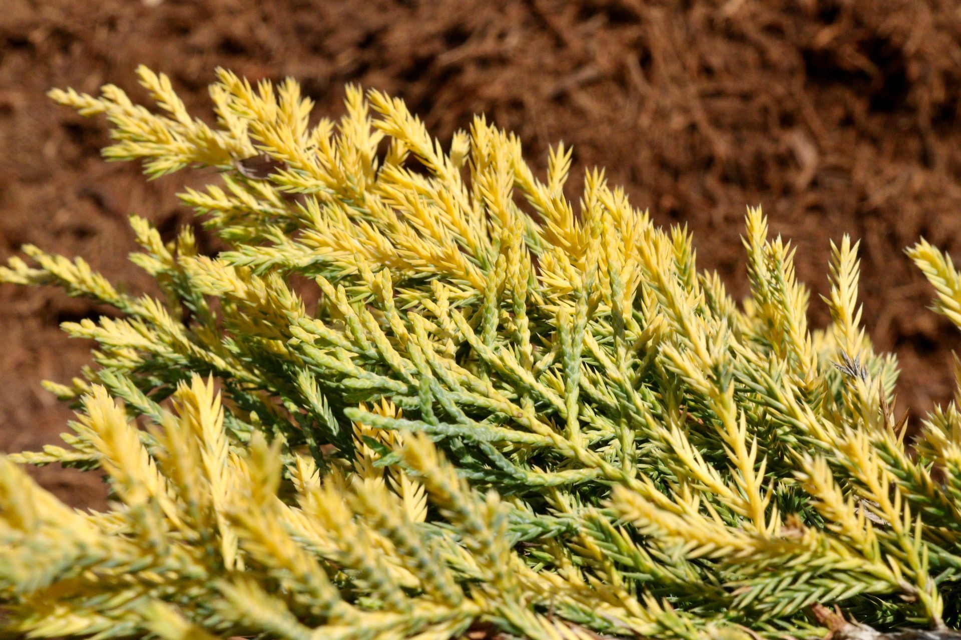 A close up of a tree branch with yellow leaves.