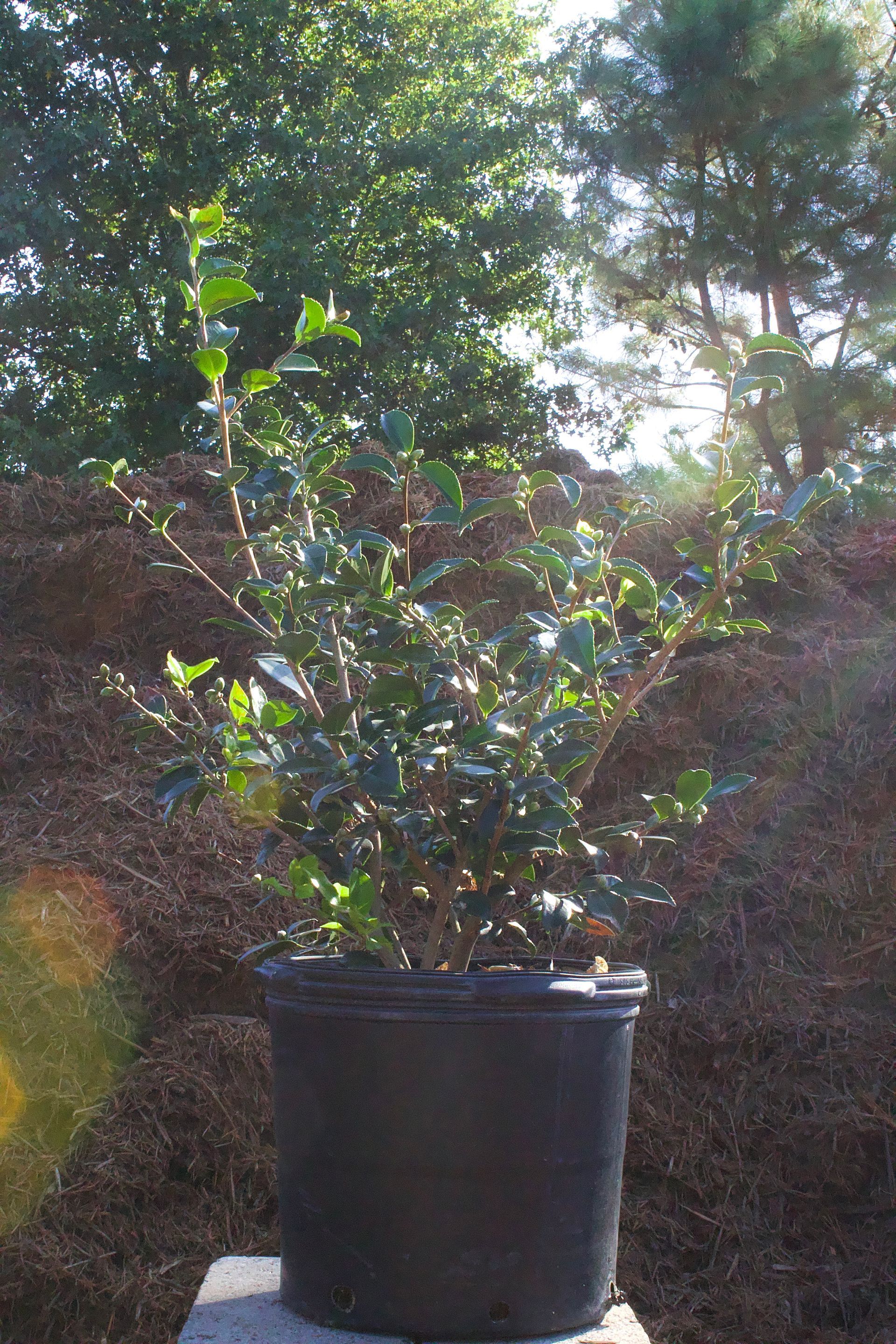 A black potted plant is sitting on top of a concrete block.