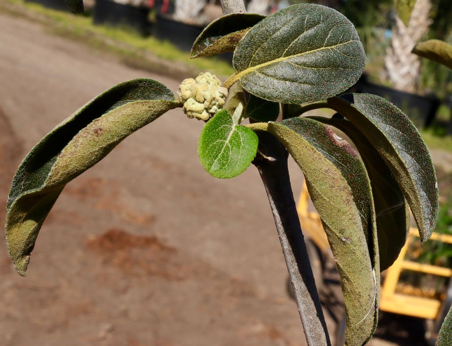 A close up of a plant with a green leaf