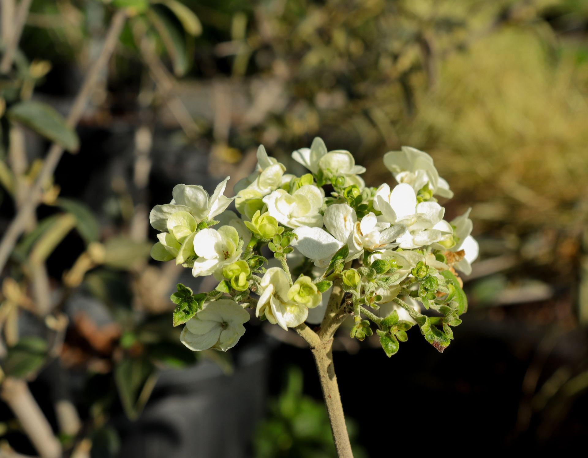 A close up of a plant with white flowers and green leaves