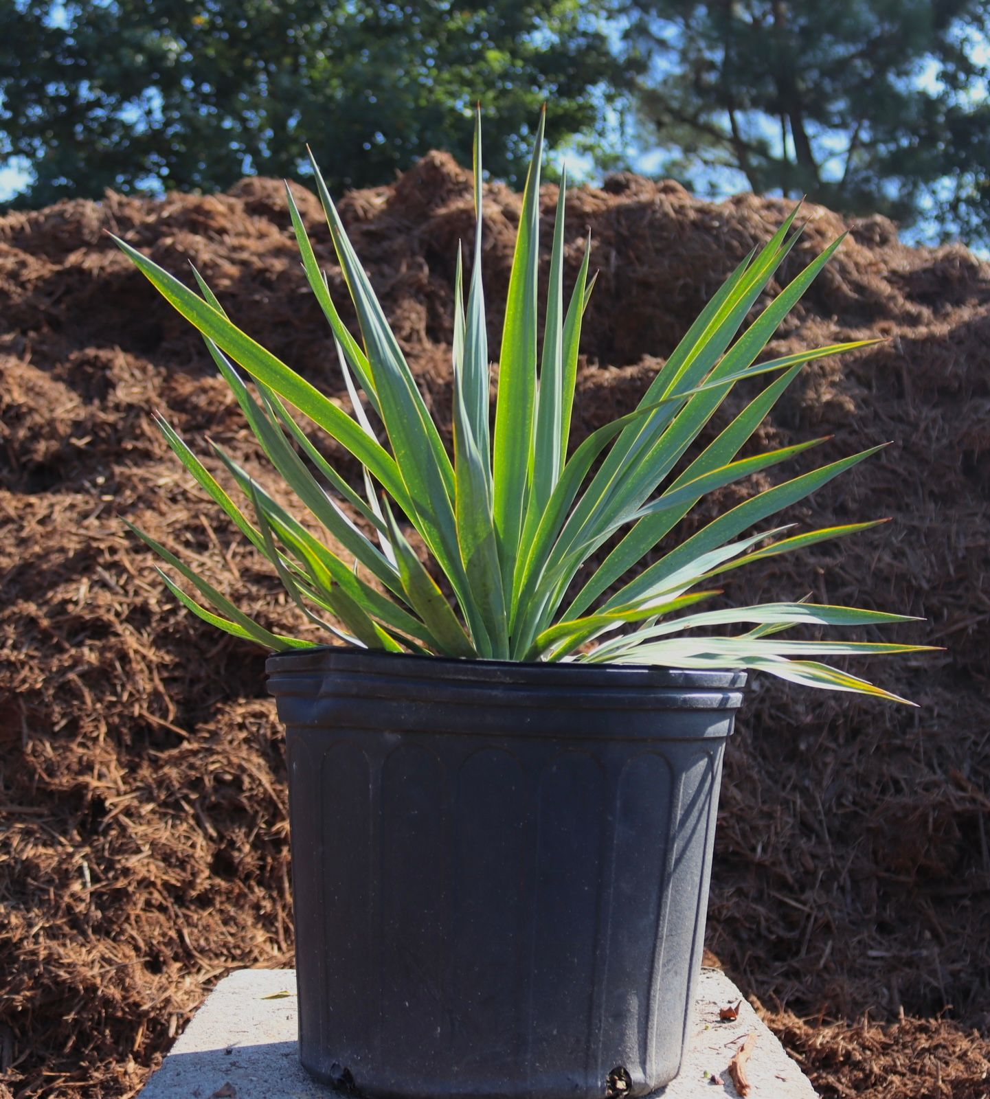 A small plant in a black pot sits on a table in front of a pile of mulch