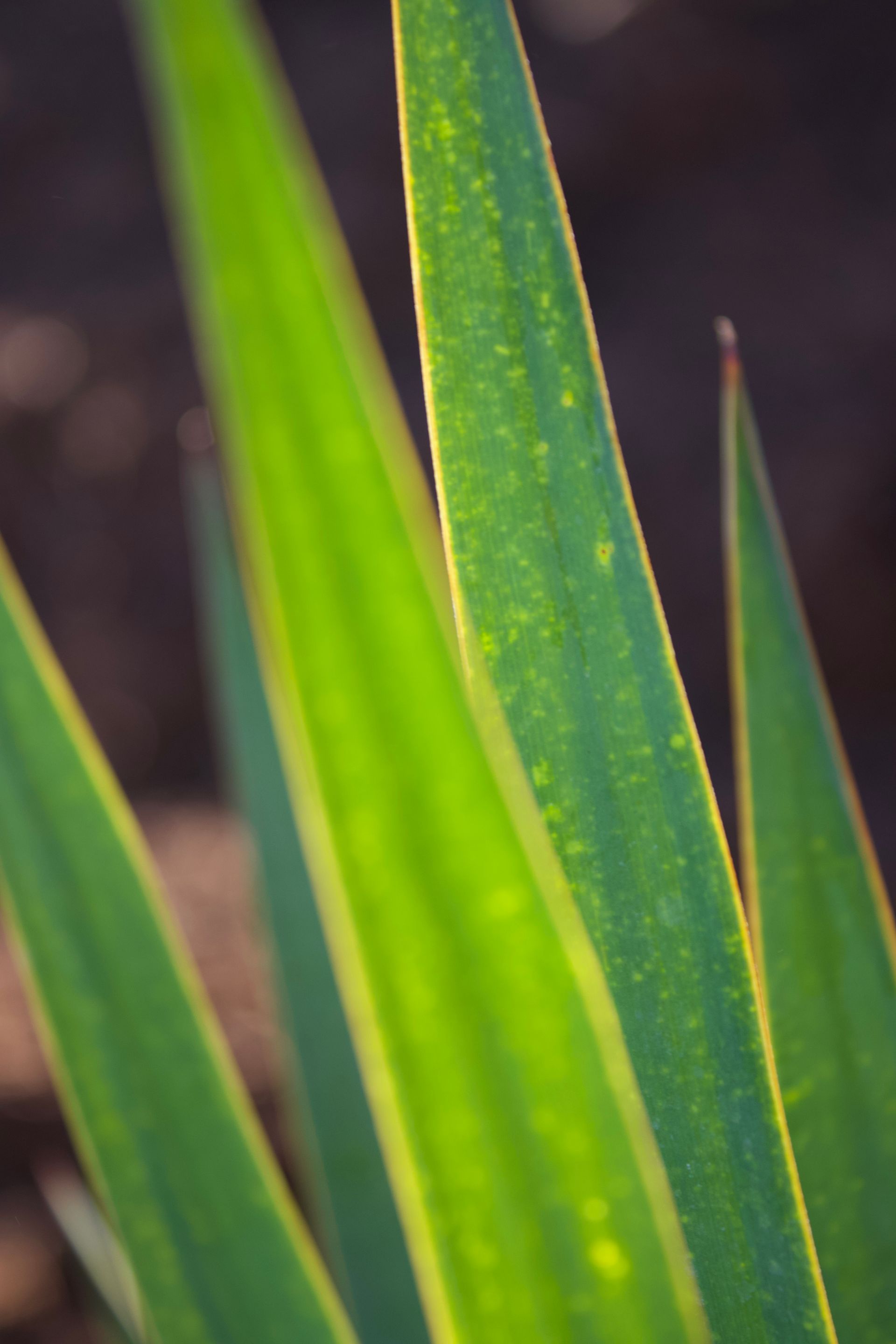 A close up of a green leaf with yellow spots