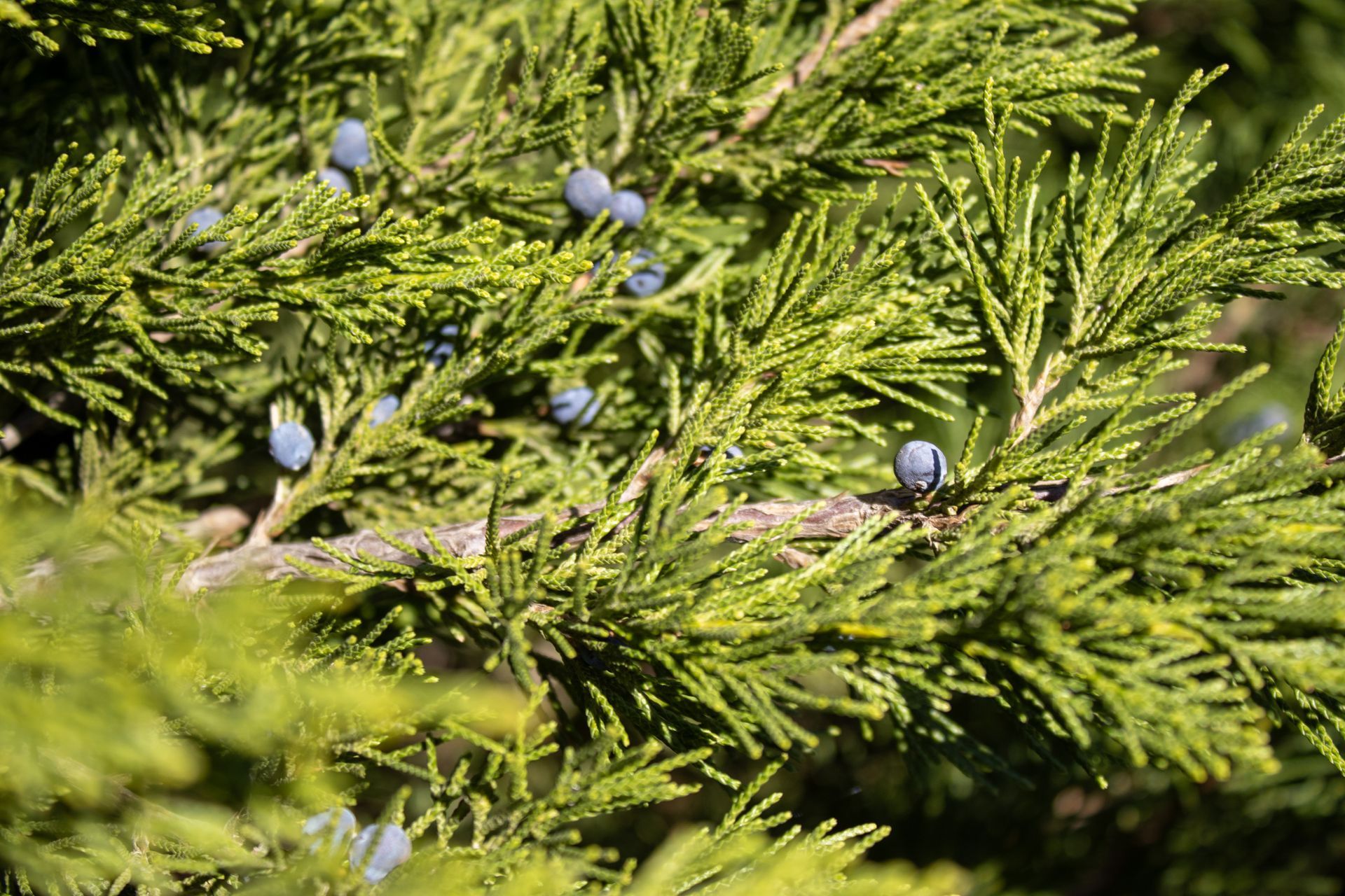 A close up of a pine tree branch with blue berries.