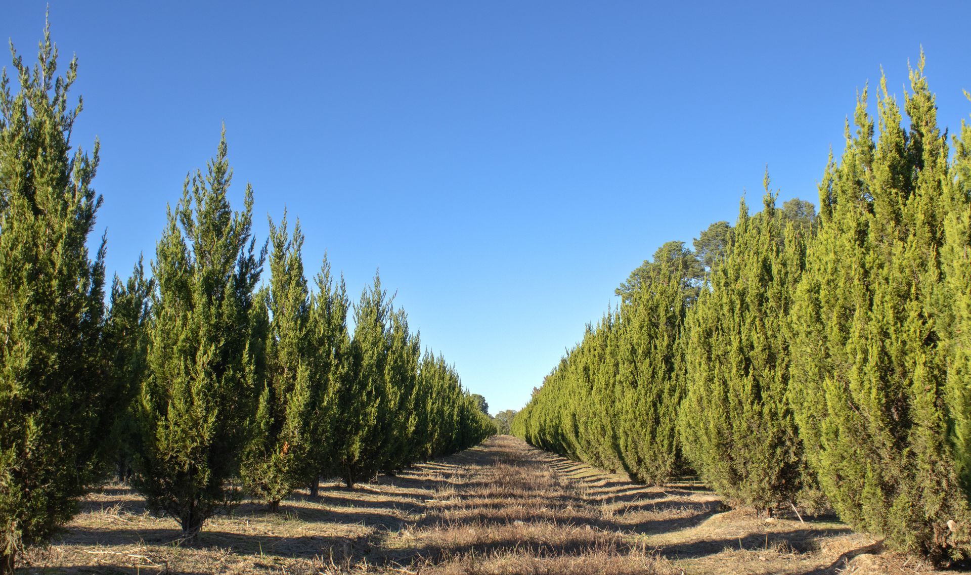 A row of trees in a field with a blue sky in the background