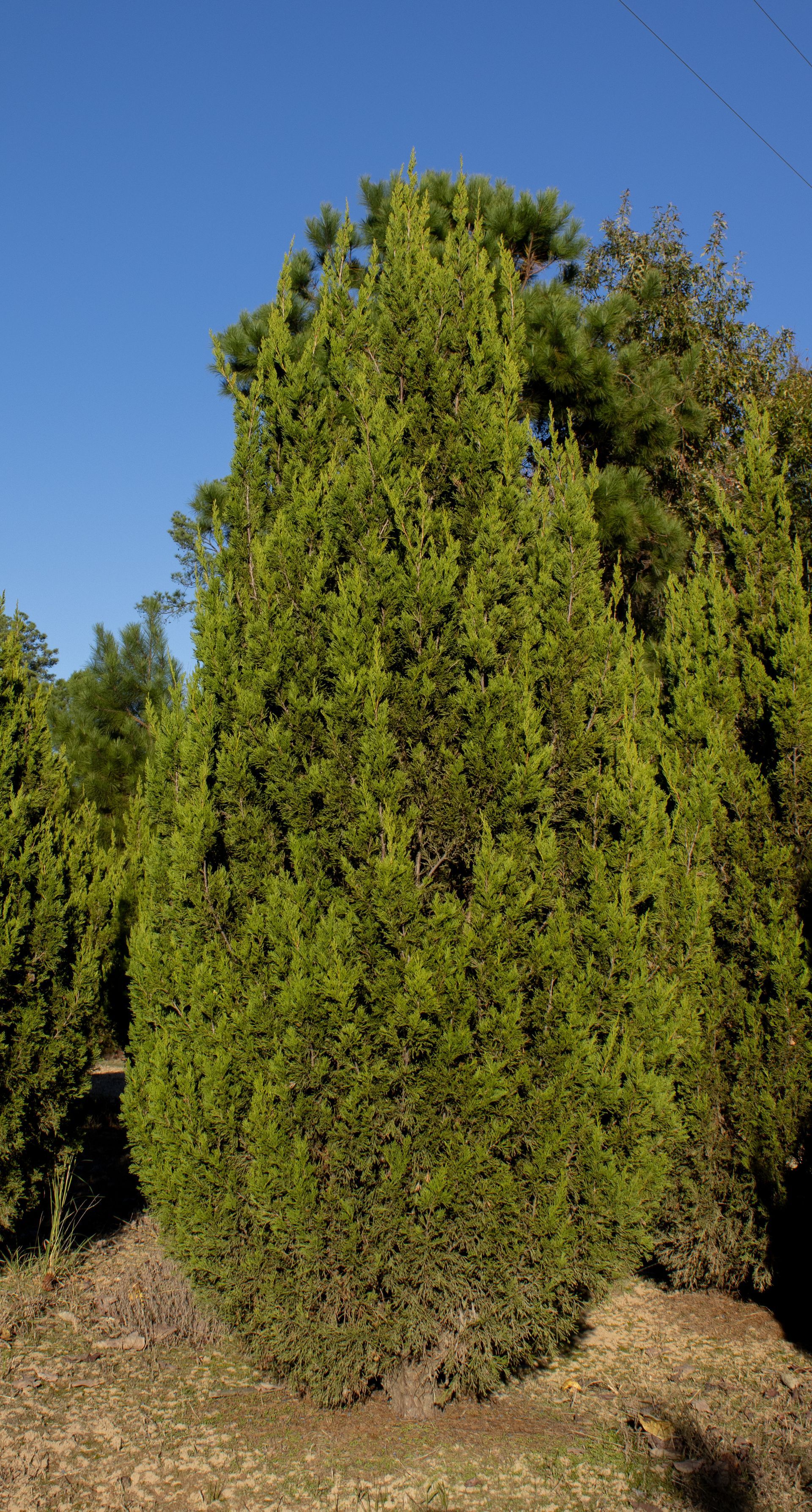 A row of pine trees in a field with a blue sky in the background.