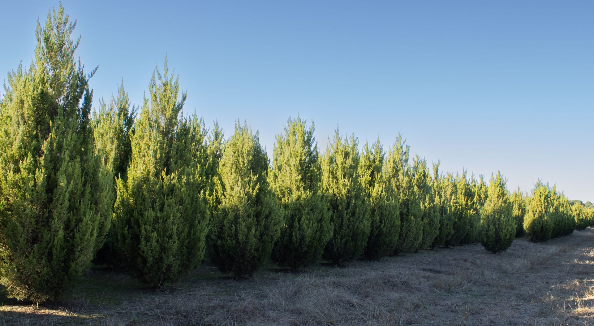 A row of trees in a field with a blue sky in the background
