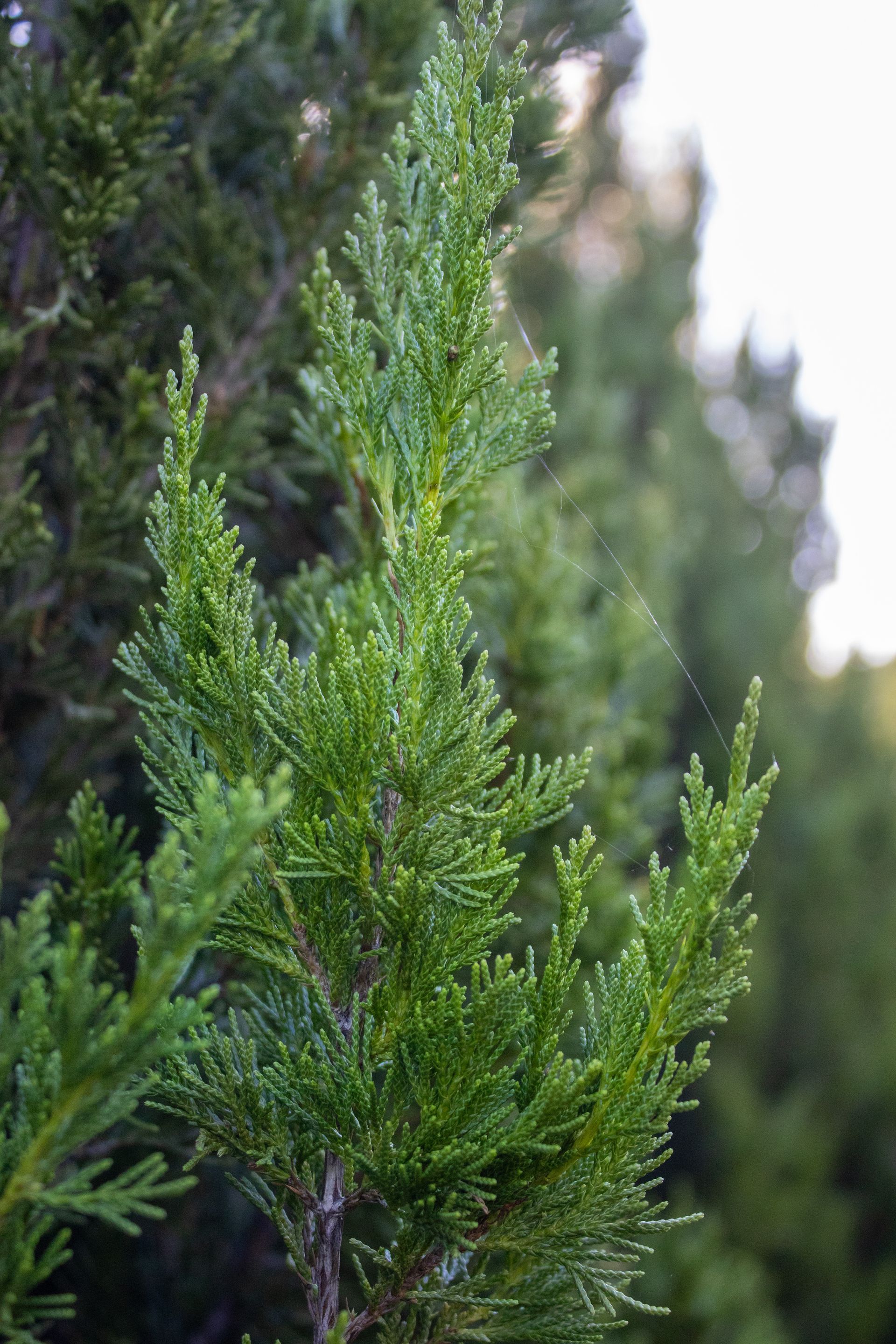 A close up of a pine tree with lots of green leaves.