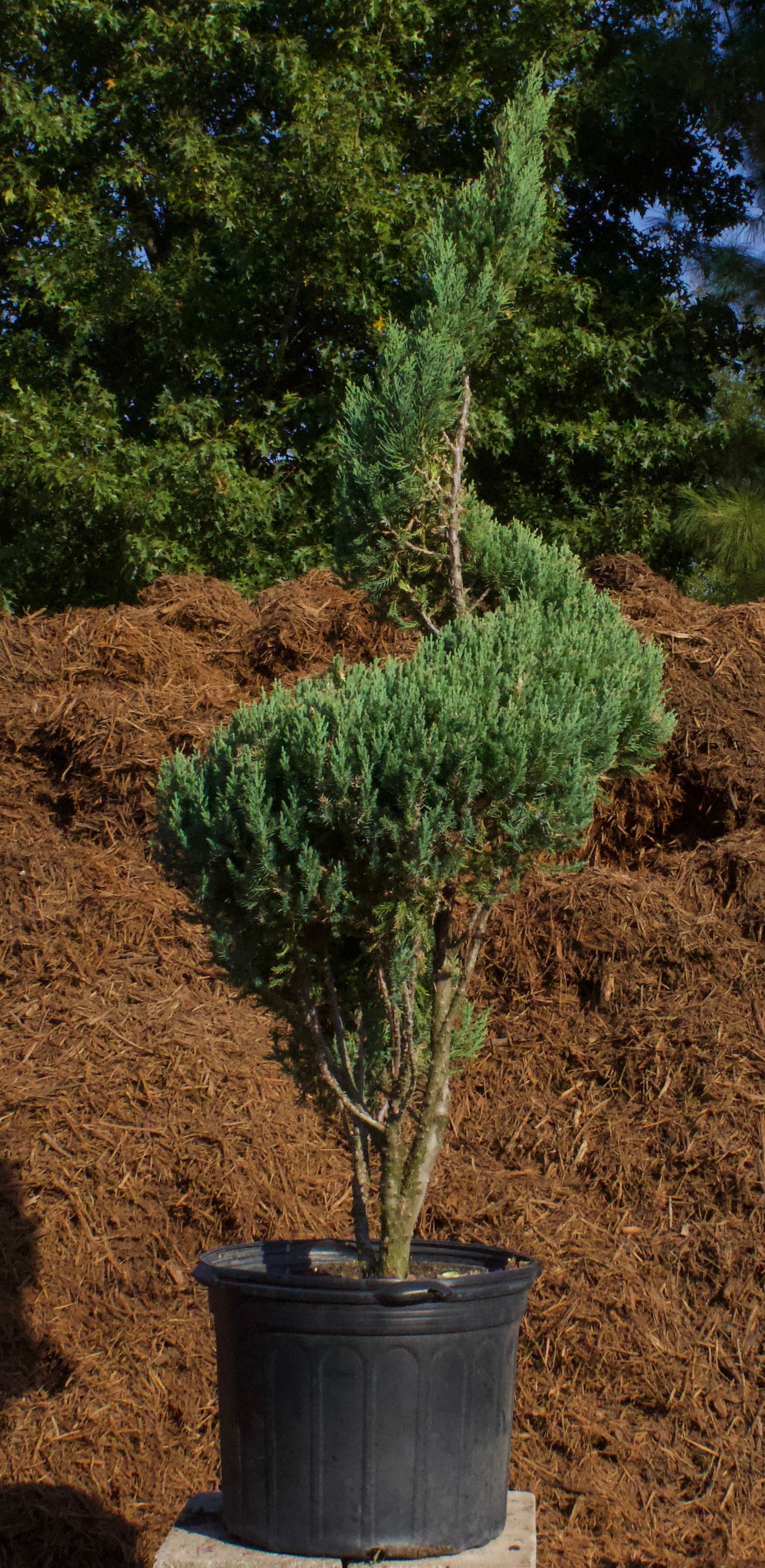 A small tree in a black pot is sitting on top of a pile of mulch.
